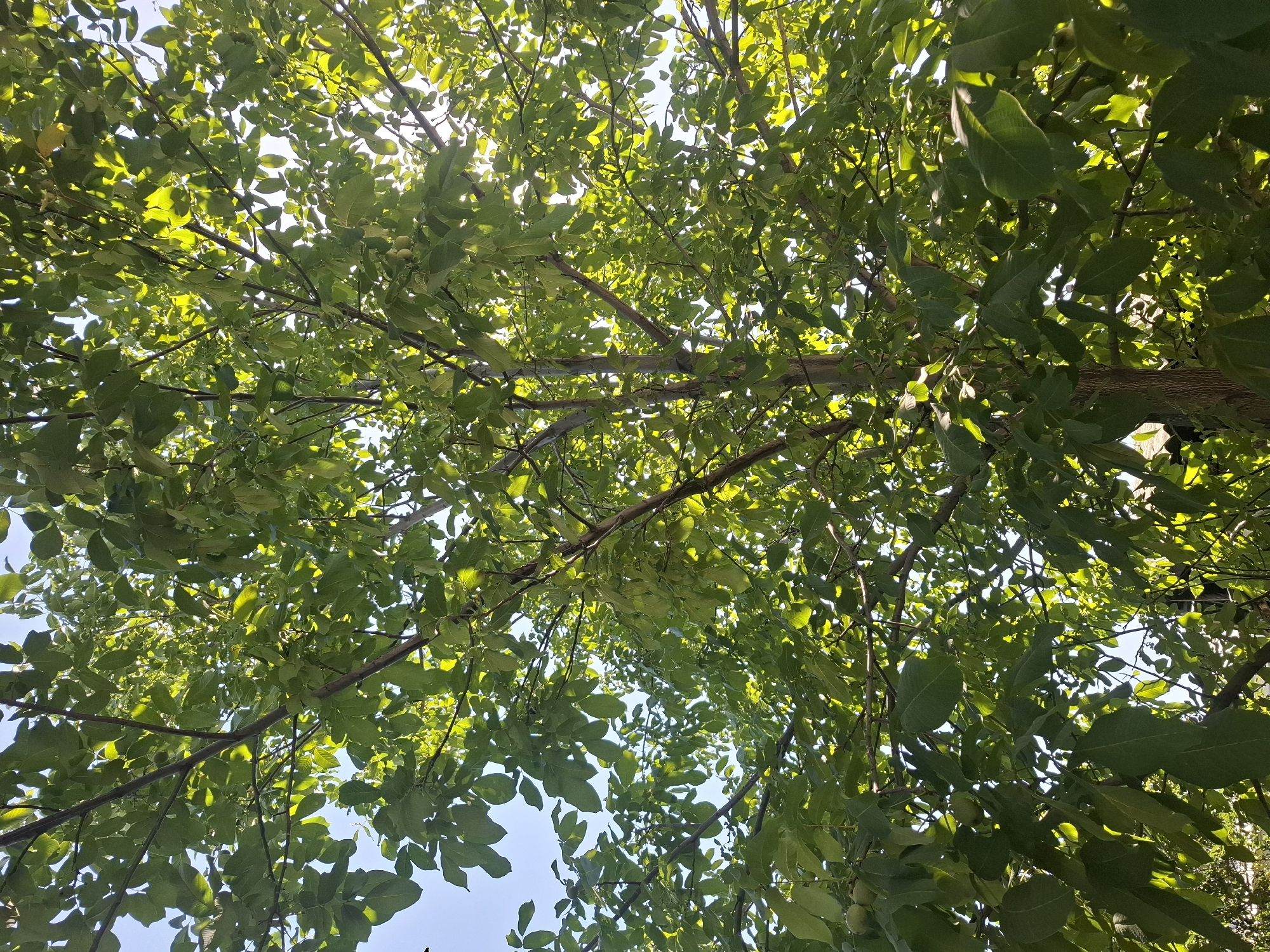 The image shows a close-up view looking up through the dense green foliage of a large tree. Sunlight filters through the leaves, creating a dappled effect. The tree has a thick trunk and numerous branches, from which many large, oval-shaped leaves emerge. Some green, immature walnuts are visible hanging from the branches in the lower left portion of the image. The sky, a clear blue, is visible in patches between the leaves. The setting appears to be a residential area given the presence of what looks like a roofline peeking through the lower edge of the frame. The scene is consistent with a tree in Almaty, Kazakhstan, likely in a park, garden, or street lined with mature trees.