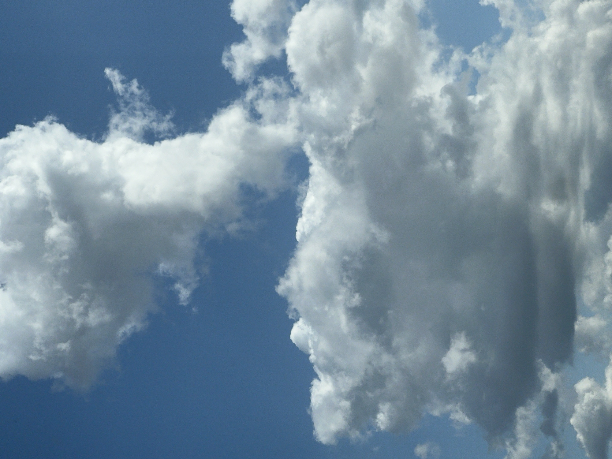 A daytime, eye-level, full shot captures a deep blue sky filled with a variety of white and gray clouds. The clouds are dense and voluminous, with some appearing wispy and others more solid and shadowed, suggesting varying altitudes and densities. The scene is devoid of any human presence, structures, or discernible landmarks. The image appears to be a photograph of the sky, taken from an open area.