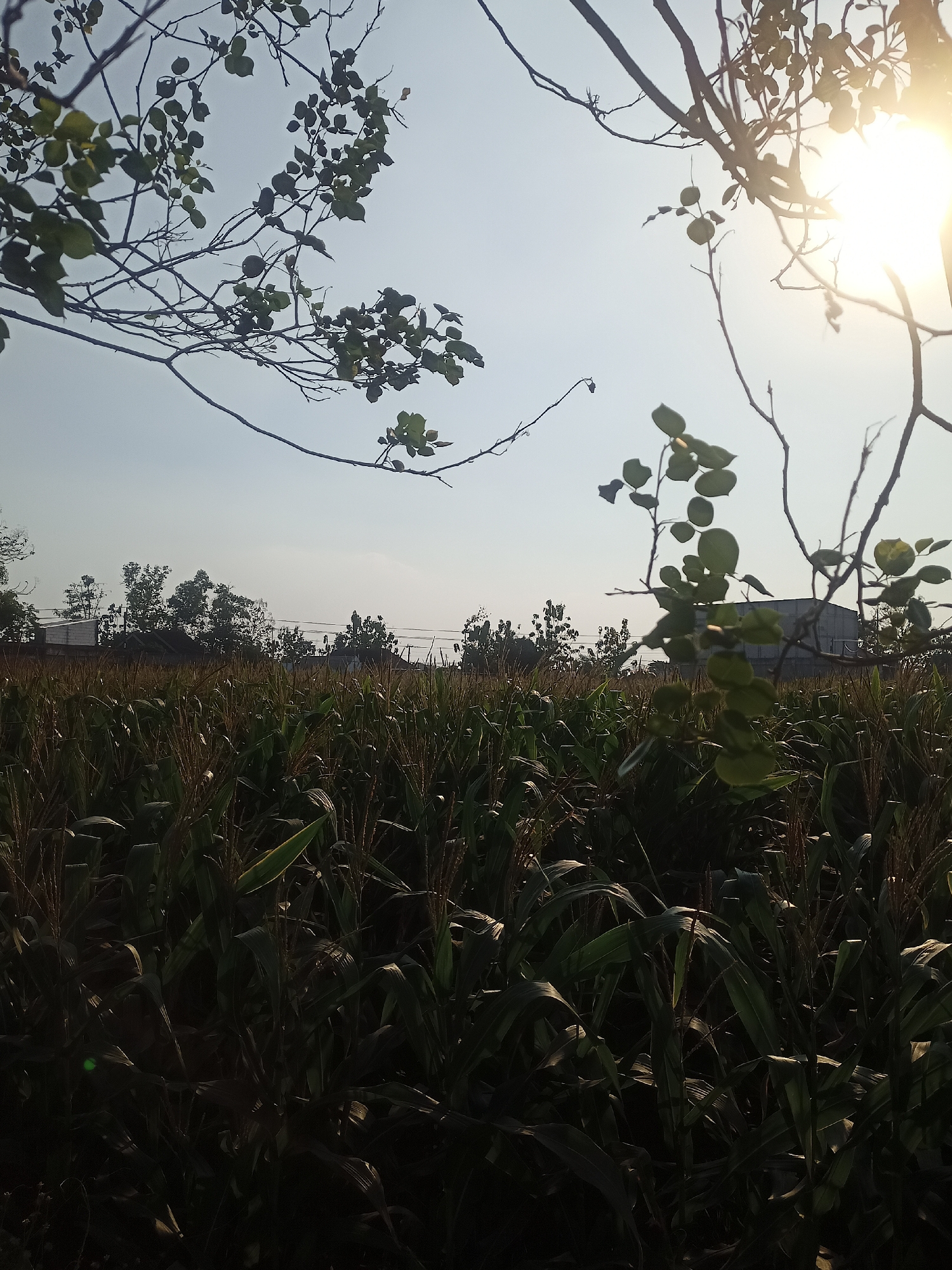 This image depicts a cornfield in Mojorejo, Indonesia, under a clear sky with the sun shining brightly. In the foreground, branches with green leaves from a tree partially obscure the view, casting shadows. The corn plants, tall and dense, fill the majority of the frame, their green leaves and tassels visible. In the background, several buildings, possibly houses and a larger structure, are situated behind the cornfield, interspersed with trees. Power lines are also visible running horizontally across the scene. The lighting suggests it is late afternoon or early morning due to the angle of the sun and the resulting shadows.