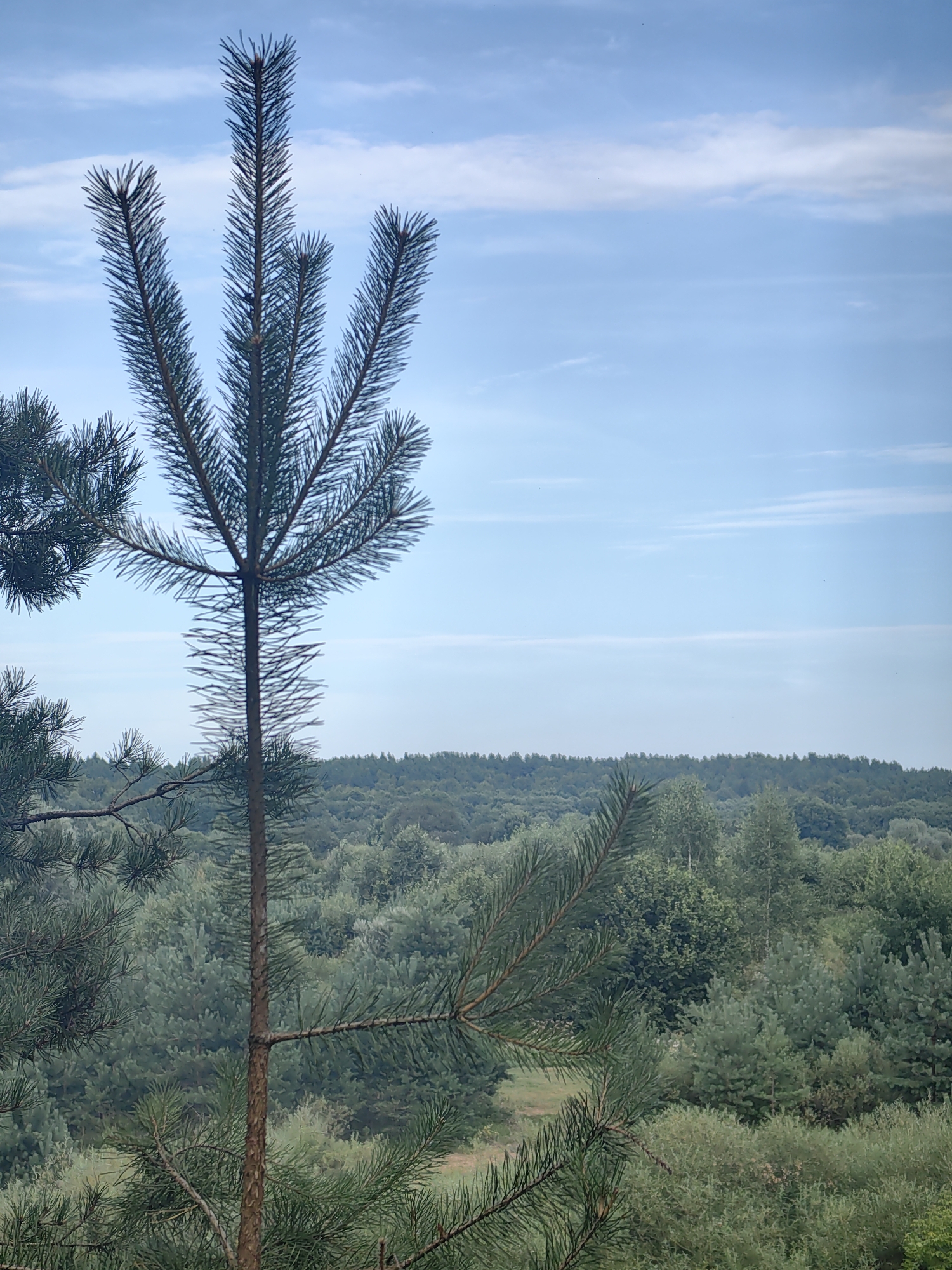 The image depicts a serene natural landscape dominated by a pine tree in the foreground, its branches fanning out against a pale blue sky with wispy white clouds. In the middle ground, a dense forest stretches across the horizon, appearing as a textured carpet of various shades of green. The sky occupies the upper half of the frame, transitioning to a softer, lighter blue near the horizon. The overall impression is one of tranquility and the vastness of nature. The specific location is the city of Zelenets, Russia. There are no people or discernible actions in the image.