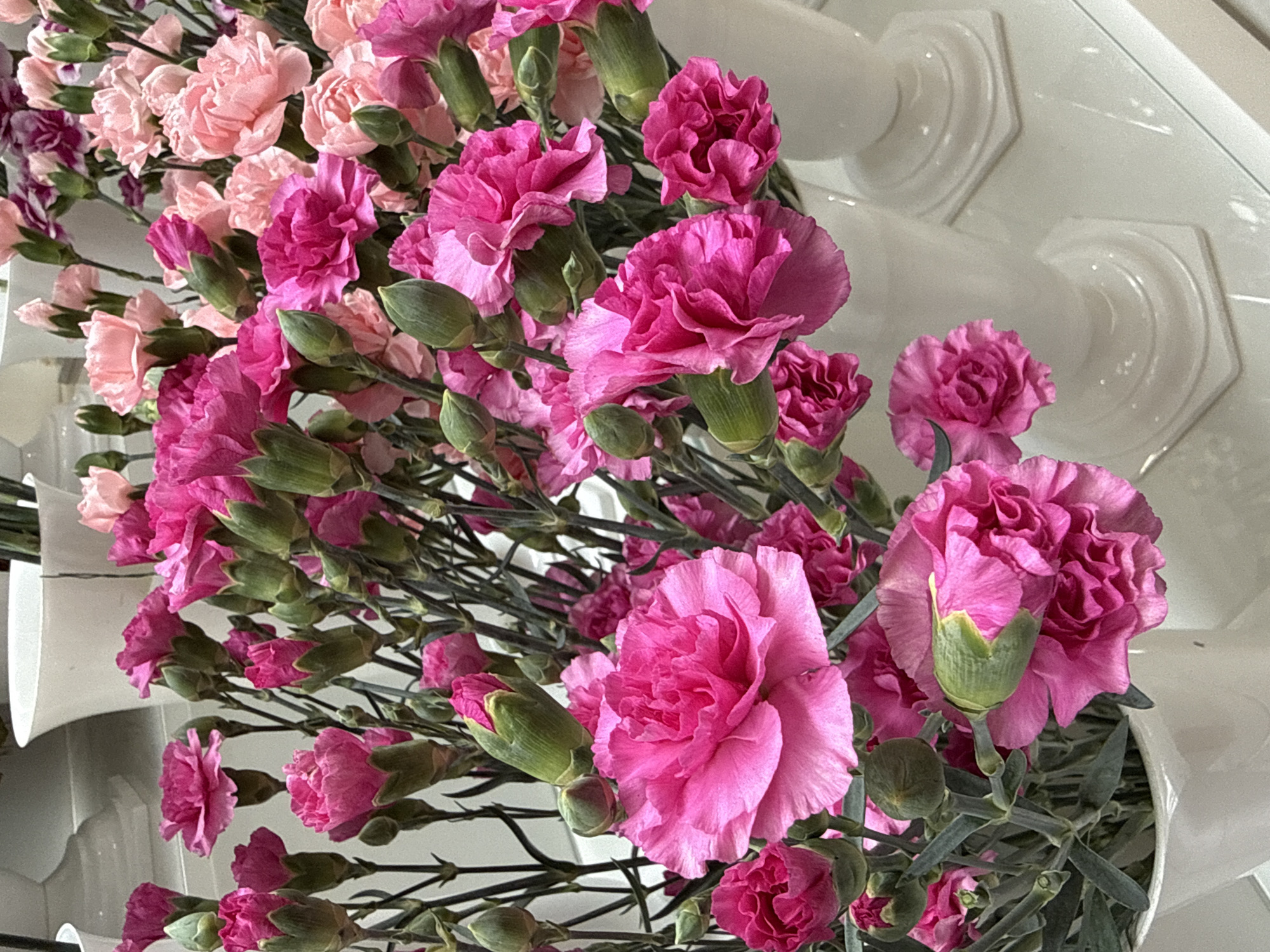 The image depicts a close-up, eye-level shot of several bouquets of carnations in white vases. The carnations are predominantly shades of vibrant pink and softer pink, with some unopened buds visible. The background is blurred, suggesting an indoor setting, possibly a flower shop or a home. The overall aesthetic is bright and natural, with the flowers being the primary focus. The image does not contain any information about the city of Wrocław, Poland, or any specific people or actions.