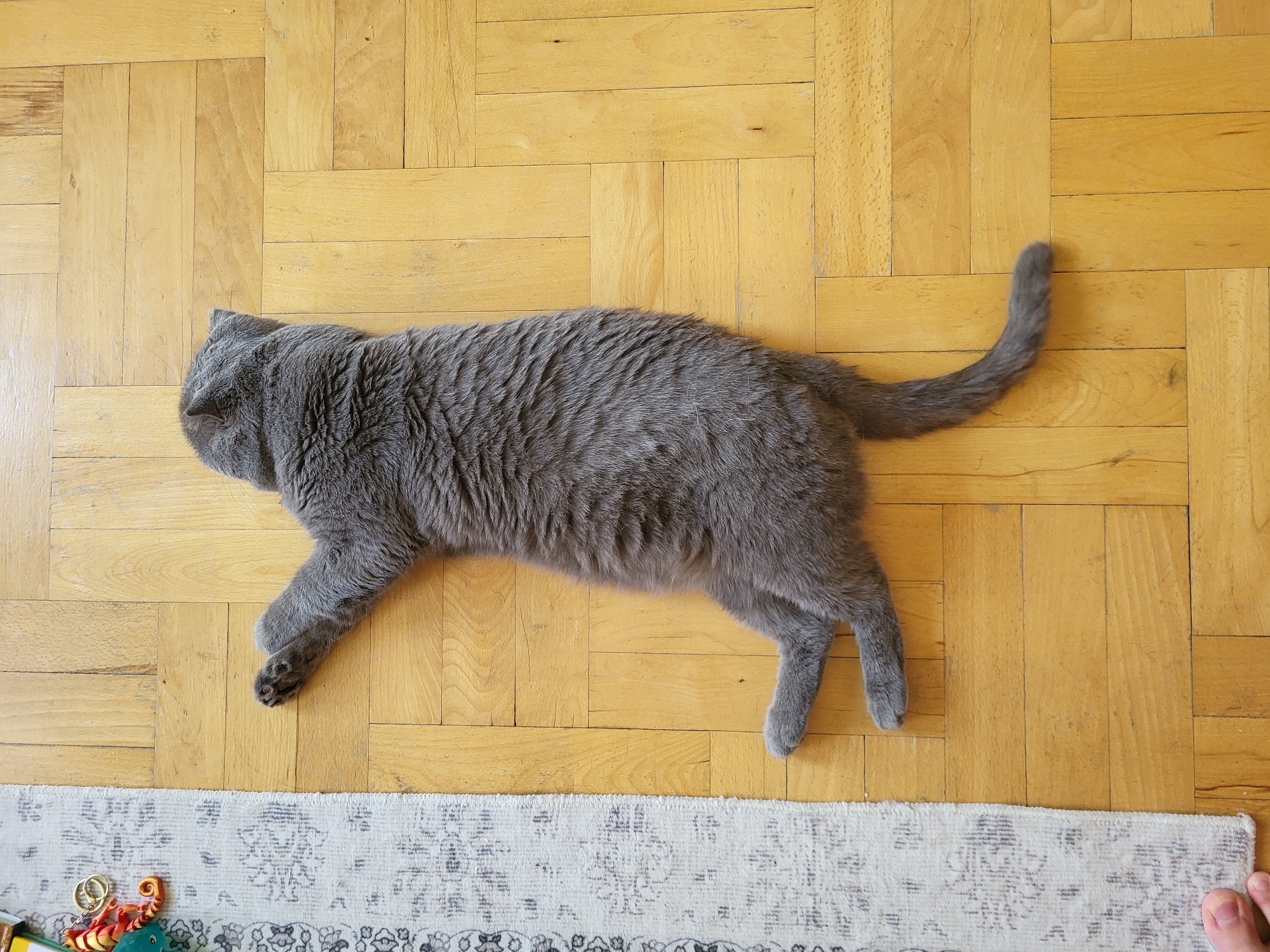 A grey cat is lying on a wooden floor. The cat is facing left, with its body stretched out. Its tail is curled up behind it. The floor is made of light-colored wood planks arranged in a herringbone pattern. A patterned rug is visible at the bottom of the image, with some toys on it. The lighting suggests it's daytime.