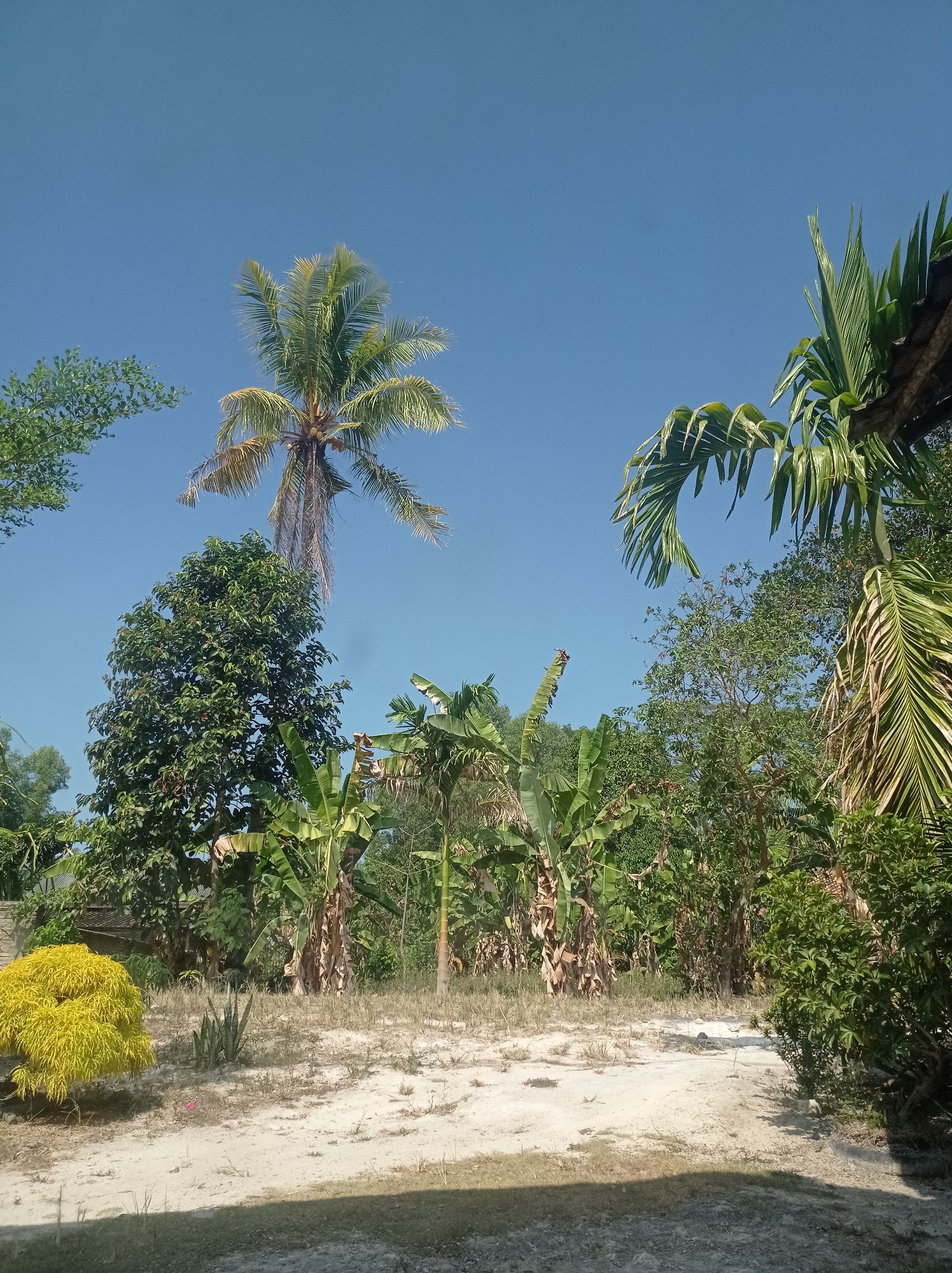 This image depicts an outdoor scene under a clear blue sky. In the foreground, a sandy patch of ground is visible, with some dry grass and a shadow cast from an unseen object. To the left of the sandy area, a vibrant yellow shrub is prominent. Behind the shrub, a tall, leafy green tree stands out. Further back, several banana trees are evident, with their characteristic large leaves. A solitary coconut palm tree with sparse fronds towers in the middle-ground, and another palm tree with broader leaves is partially visible on the right side of the frame, near a wooden structure that suggests a roof or awning. The overall environment appears to be a rural or semi-rural setting, likely in Sumbernadi, Indonesia, given the presence of tropical vegetation. There are no people or animals visible in the image.