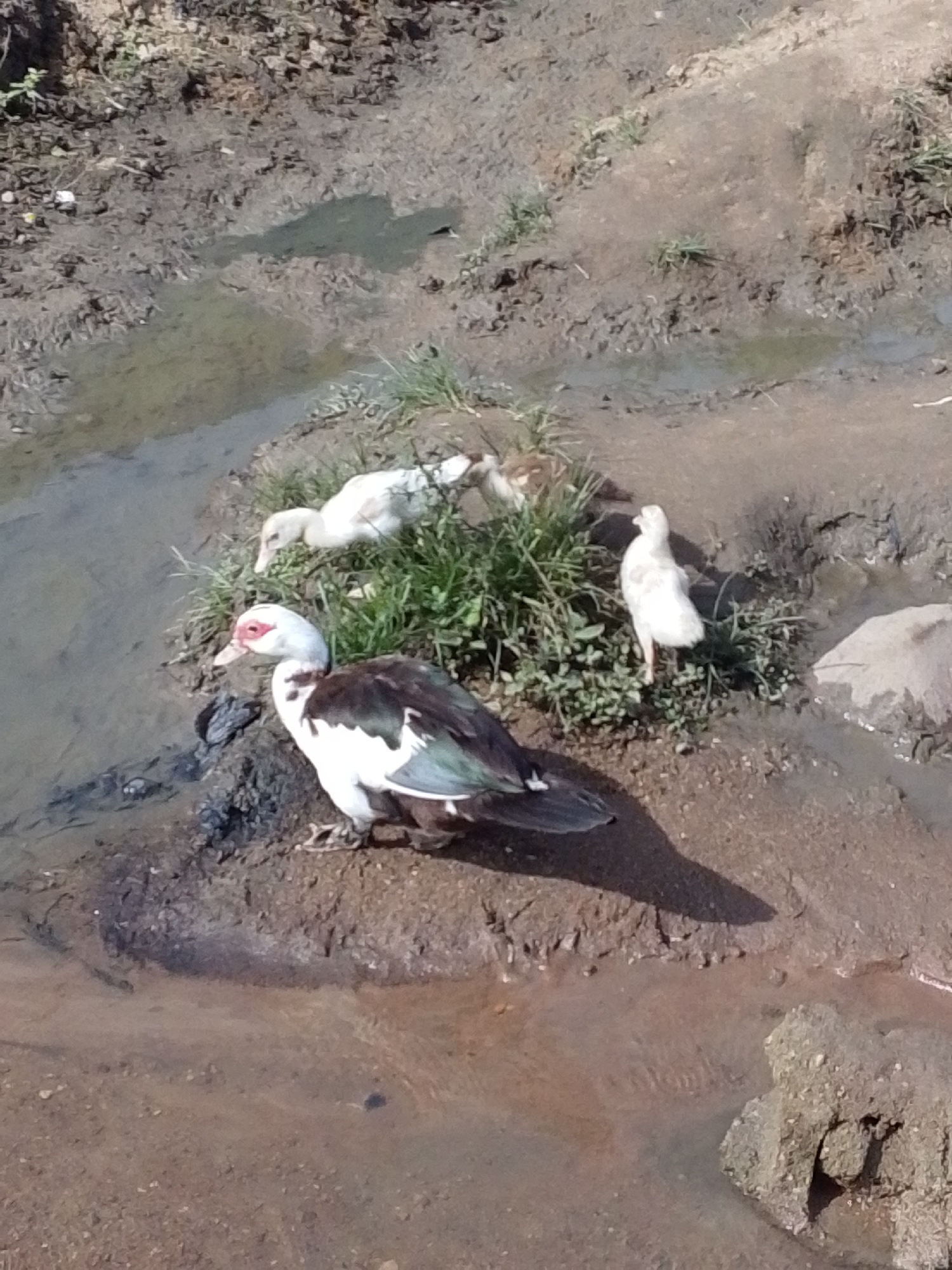 In Serti, Nigeria, an adult duck with white and dark plumage, including green iridescent feathers on its wings, stands on a muddy bank beside a body of murky water. The duck faces left, its red-marked face visible. In the background, three white ducklings are scattered near a patch of green grass and mud. The environment consists of damp, cracked earth and shallow water.
