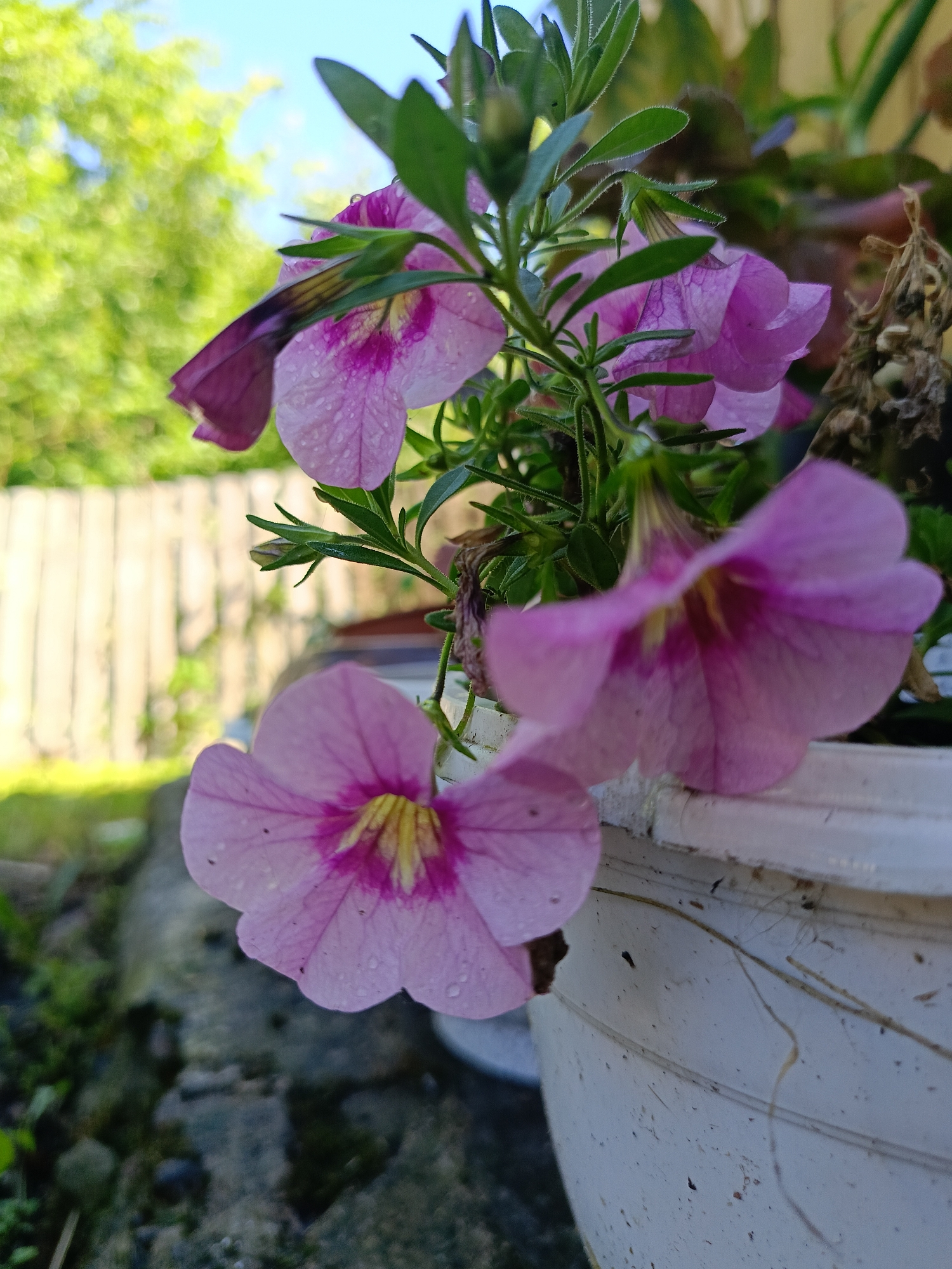 The image is a close-up, low-angle shot of pink petunias in a white pot. The flowers are wet, with visible water droplets on their petals. The background is blurred, showing green foliage, a wooden fence, and a blue sky. The scene appears to be outdoors, likely in a garden or on a balcony. There are no people or animals visible. The image is composed to highlight the delicate beauty of the flowers. The location is not specified in the image or context.