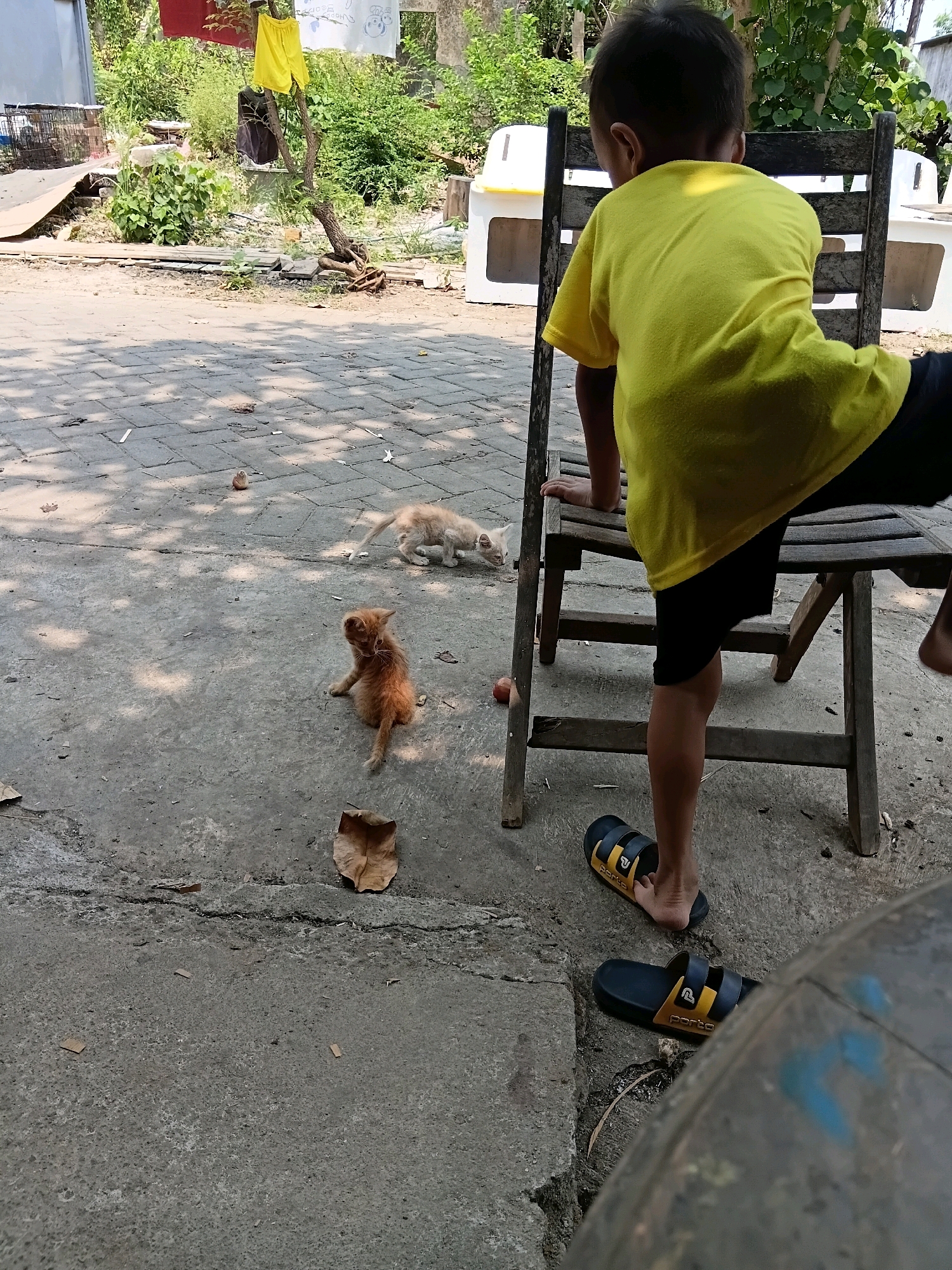 A young boy wearing a yellow t-shirt and black shorts is standing on a chair outdoors. He is looking towards two ginger kittens playing on the ground. The scene is set on a paved area with some cracked concrete. In the background, there is lush green foliage and some laundry hanging from a tree. The overall impression is a casual, everyday scene in a residential area, possibly in the city of Cikal, Indonesia, given the style of the houses and vegetation.