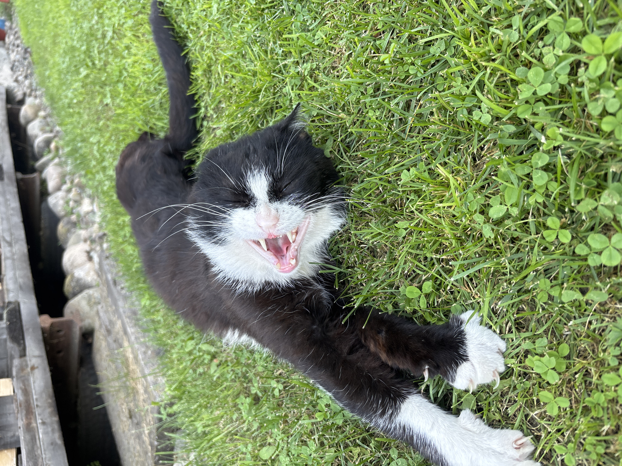 A black and white cat is lying on its back in the grass, yawning. The cat's mouth is open, revealing its teeth and tongue. Its eyes are closed. The cat is in a yard, with a wooden structure in the background. The grass is green and there are several clover plants visible. The weather appears to be sunny. There is no indication of the location being in the city of Кордово, Russia.