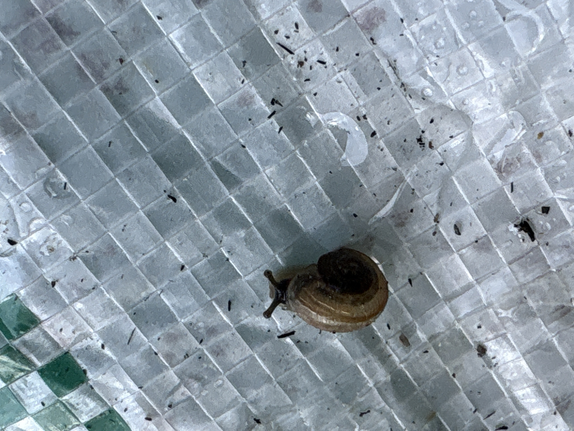 A snail is on a white, textured surface with a diamond pattern. The snail is small and brown with a spiral shell. There are also small black specks scattered across the surface, which appear to be dirt or debris. The lighting is bright, suggesting it is daytime. The image does not provide any specific information about its location in the city of Leningradskaya, Russia.