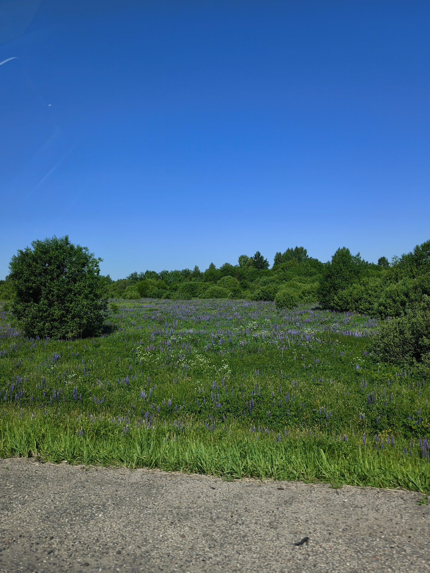 The image shows a bright, sunny day with a clear blue sky. In the foreground, there is a paved road with an asphalt surface. Beyond the road is a grassy field dotted with numerous purple lupine flowers and some white wildflowers. A large, round green tree stands on the left side of the field. In the background, a dense line of green trees forms a natural barrier. The scene depicts a rural or semi-rural landscape, likely in the city of Makaryev, Russia, given the context of the query. There are no people or animals visible in the image, and no specific actions or interactions are taking place. The environment appears natural and undisturbed, bathed in ample sunlight.