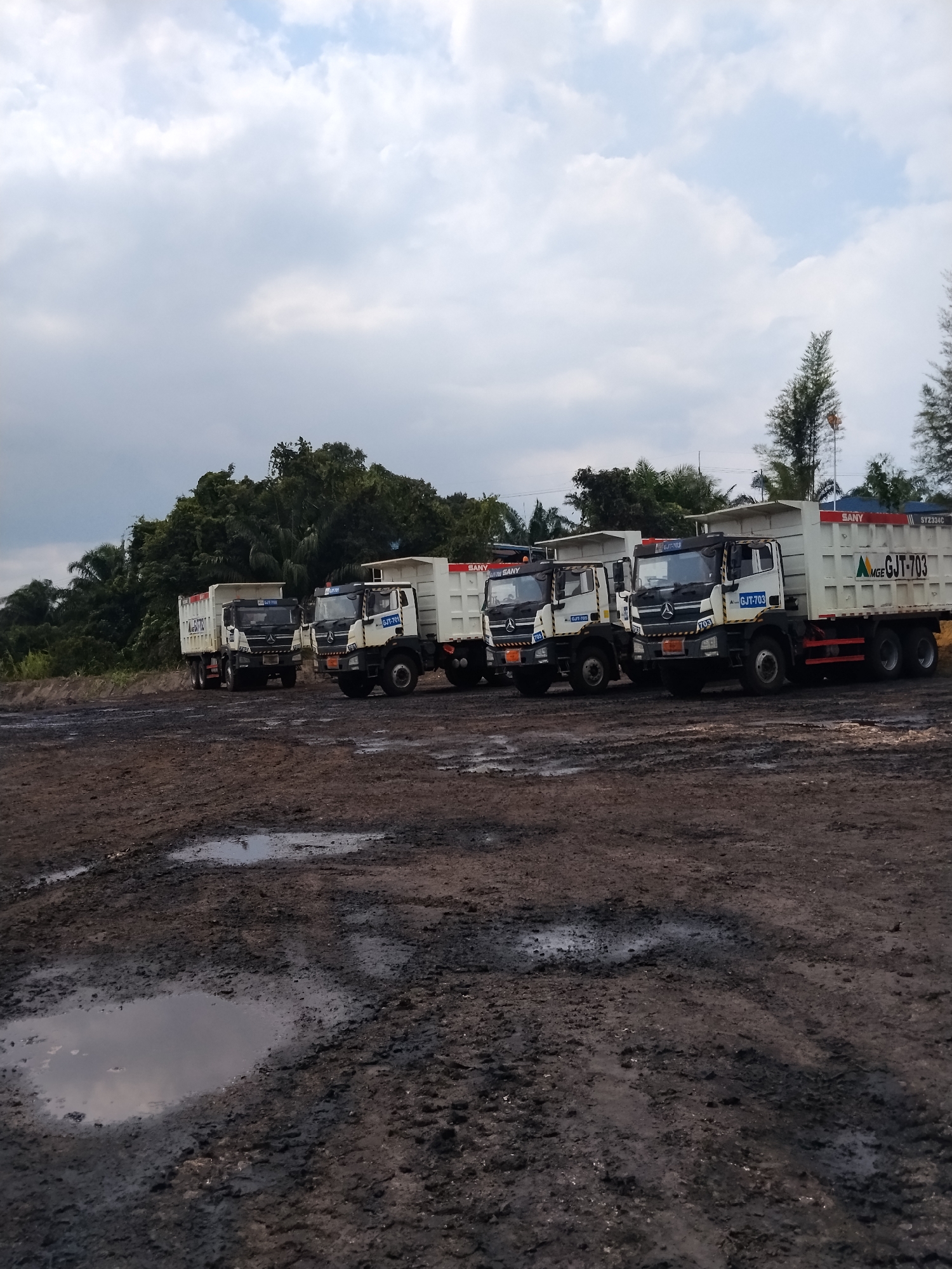 In Sempayau, Indonesia, a line of six SANY dump trucks is parked on a muddy, uneven terrain. The trucks are white with black accents and have various identifying marks, including "SANY" and license plate numbers like "GJT-703" and "SY2334C". The ground is dark brown and wet, with several puddles reflecting the overcast sky. Lush green trees form a dense backdrop behind the trucks, with some taller, sparser trees reaching towards the sky on the right side of the image. The atmosphere appears calm and still, suggesting a pause in operations.