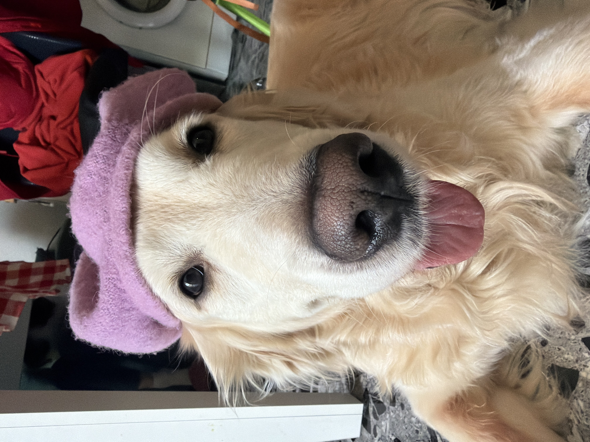 A cream-colored Golden Retriever dog is prominently featured, lying on its back and looking directly into the camera. Its head is tilted slightly, and its black eyes are wide and attentive. The dog's dark nose is in sharp focus, and its pink tongue is playfully sticking out to the side. It is wearing a soft, light purple hooded accessory, possibly a hat or blanket, which covers its ears and frames its face. The texture of the hood appears fuzzy or plush.
In the background to the left, a pile of red clothing or fabric is visible, along with some darker blue or black material underneath. Further to the top-left, part of a white surface, possibly a shelf or piece of furniture, is present. To the right of the dog's head and extending to the top-right, a patterned grey or dark tiled floor is visible, and in the far background, a blurred white and grey appliance, possibly a washing machine, can be partially seen. The lighting appears to be indoor and even, highlighting the dog's fur and the textures of its hat. There is no discernible text in the image. The overall impression is one of a relaxed and playful pet in a home environment.