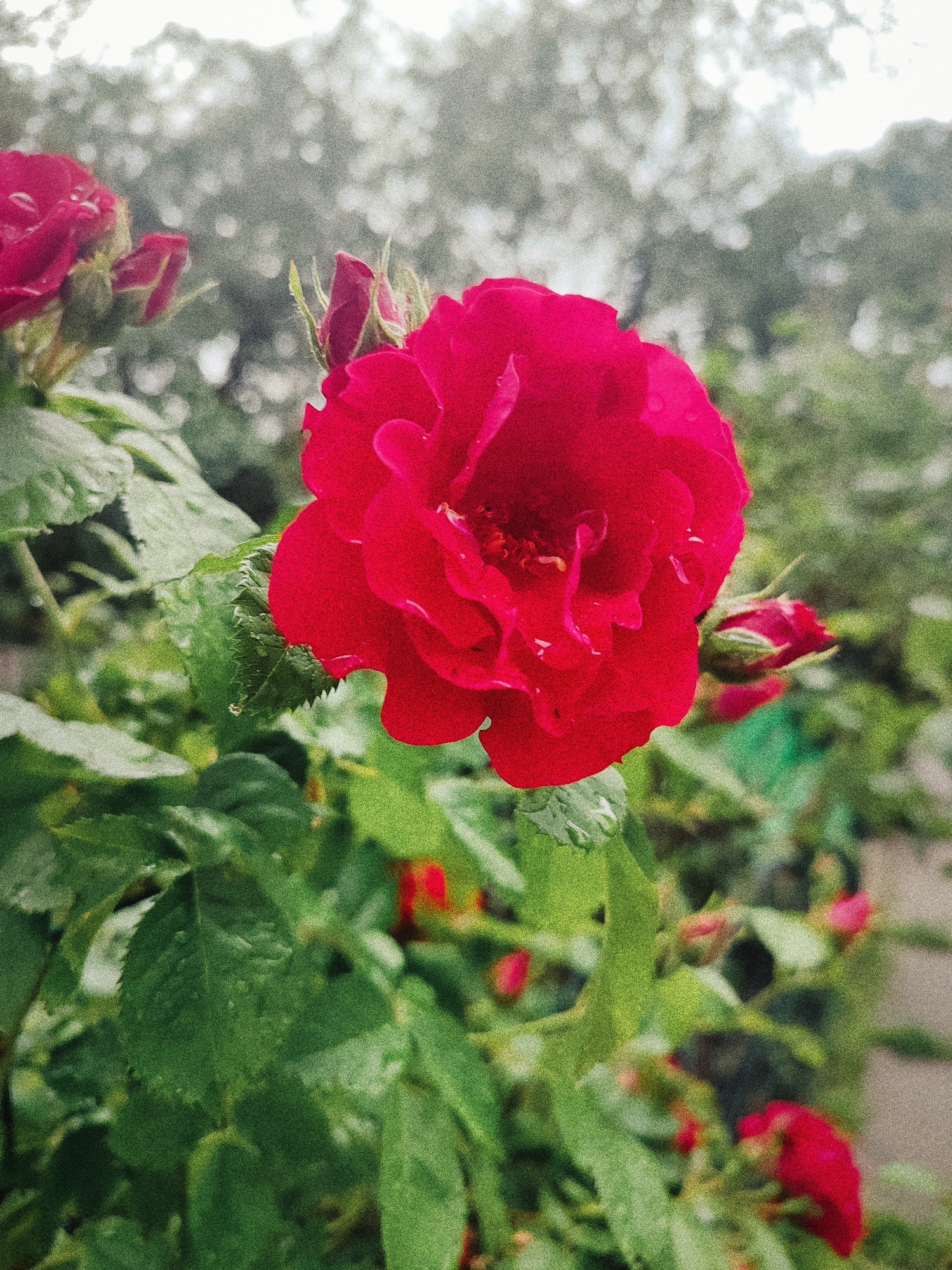 A close-up photograph captures a vibrant red rose in full bloom, positioned slightly to the right of the frame's center. Its deep crimson petals are adorned with numerous small water droplets, suggesting recent rain or morning dew. To the left and surrounding the main flower, several green leaves and unopened rosebuds are visible, also bearing water droplets. Another smaller, open red rose is partially seen in the upper left corner, while additional blurred red blooms and buds appear in the soft-focus background.
The background consists of out-of-focus green foliage and patches of bright, diffused light, indicating an overcast sky or light filtering through trees. The overall setting is a lush outdoor garden or natural area. No people are present, and no specific activity is depicted beyond the natural state of the blooming flowers after what appears to be precipitation. The soft lighting enhances the fresh and serene atmosphere. There is no visible text in the image. The scene conveys a sense of natural beauty and tranquility, located in Kyiv, Ukraine.