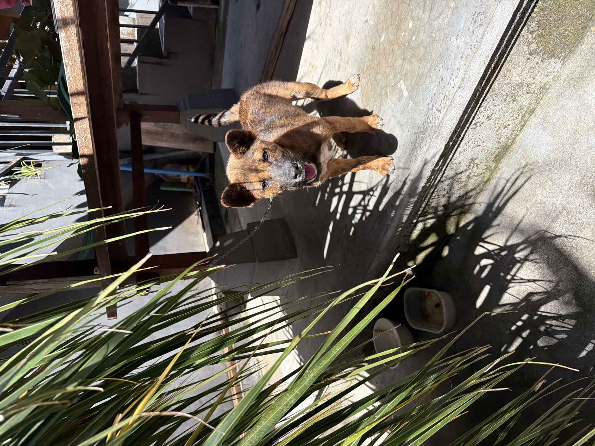 In North Kuta, Indonesia, a young, brown and black brindle dog stands on a concrete patio in bright sunlight, with its mouth slightly open. The dog is tethered by a chain to a metal post on the left. Behind the dog, a wooden structure with a thatched roof is visible, along with a concrete staircase. In the foreground, long green palm fronds cast shadows on the ground. Two white bowls, one appearing empty and the other containing some food, are placed on the concrete near the palm fronds. The overall environment appears to be an outdoor area, possibly a residential yard.