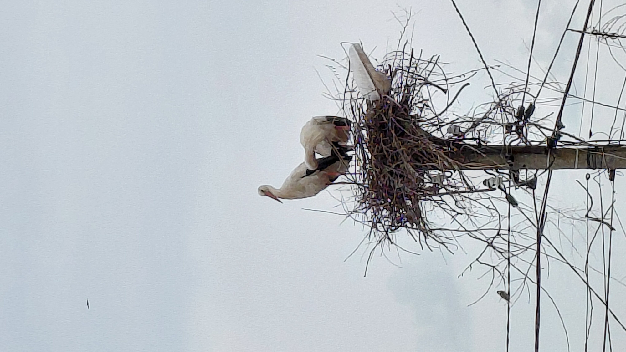 The image presents a scene featuring two large white birds, likely storks, around a substantial nest built on a utility pole. The background is a uniformly pale, overcast sky, indicating daytime conditions without direct sunlight.
The main subjects are the two storks. One stork is partially obscured within or atop the large, untidy nest, which is constructed from numerous dark branches and twigs and located on the right side of the utility pole. The second stork is positioned beneath the nest, oriented downwards with its body angled, and its long neck extended towards the lower-left portion of the frame. This specific pose suggests a mating ritual or close interaction between the two birds.
The utility pole, dark in color, is visible and has multiple thin wires extending from it. Some of these wires appear to be entangled with the nest material or nearby bare, sparse branches. The overall setting is elevated above the ground, characteristic of a bird's nesting site on human infrastructure. In the far distance, in the lower-left quadrant of the sky, a tiny dark speck, possibly another bird in flight, can be observed. On the right side of the frame, a small dark bird is perched on one of the wires or bare twigs. No visible text is present in the image.