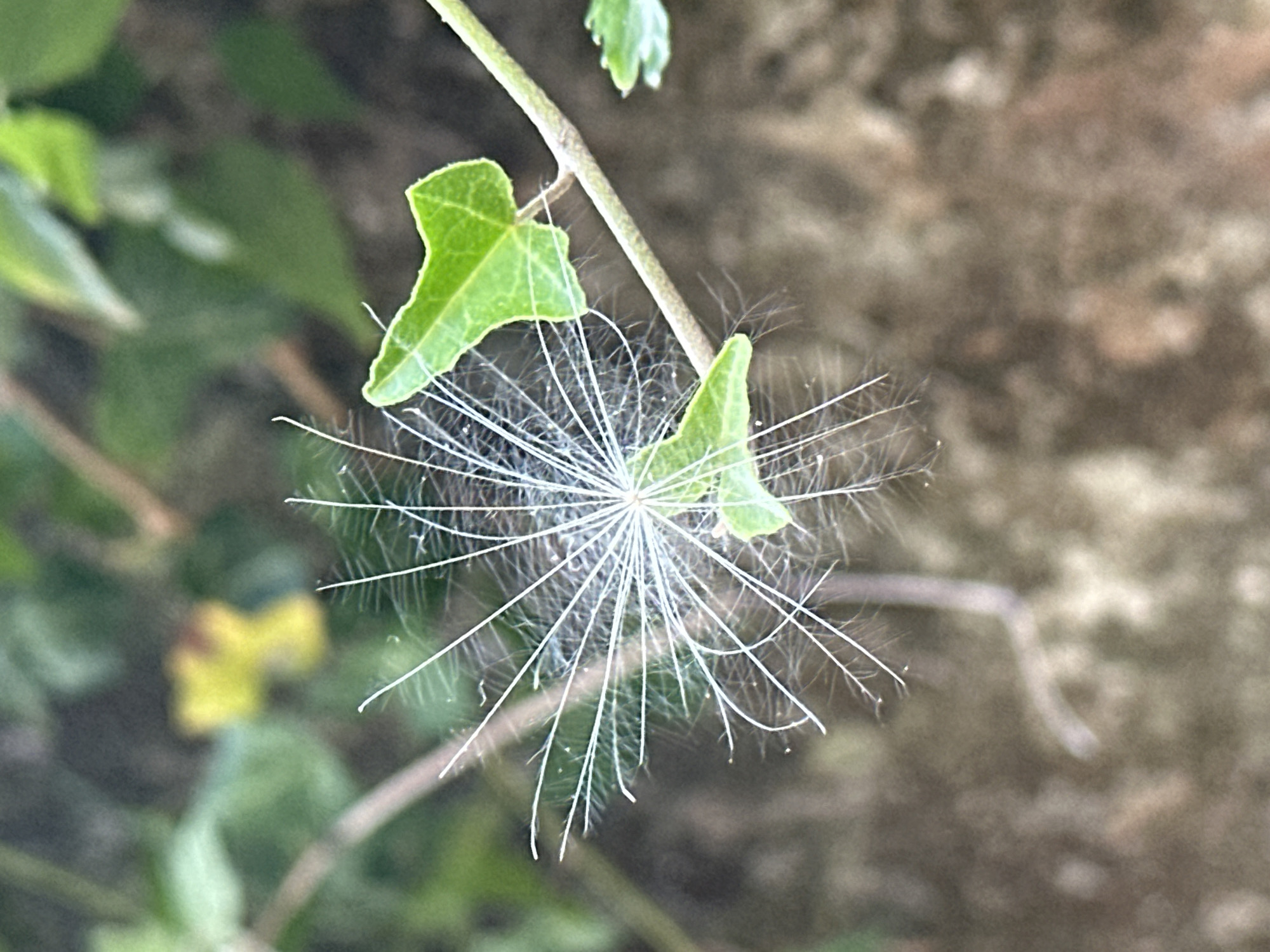 A close-up, macro photograph captures the delicate seed head of a plant, possibly a dandelion or a similar species, suspended against a softly blurred background of green foliage and earthy tones. The seed head, a radial burst of fine white filaments, is the primary subject. Two small, vibrant green leaves, characteristic of ivy, are positioned to the right of the seed head, partially obscuring a thin, light brown stem that runs horizontally across the frame. The background consists of out-of-focus vegetation and ground, suggesting a natural outdoor setting. No people or animals are visible. The lighting is soft and diffused, highlighting the intricate details of the seed filaments and the textured surfaces of the leaves and stem. The image is devoid of any discernible urban elements or landmarks that would definitively place it within Trieste, Italy.