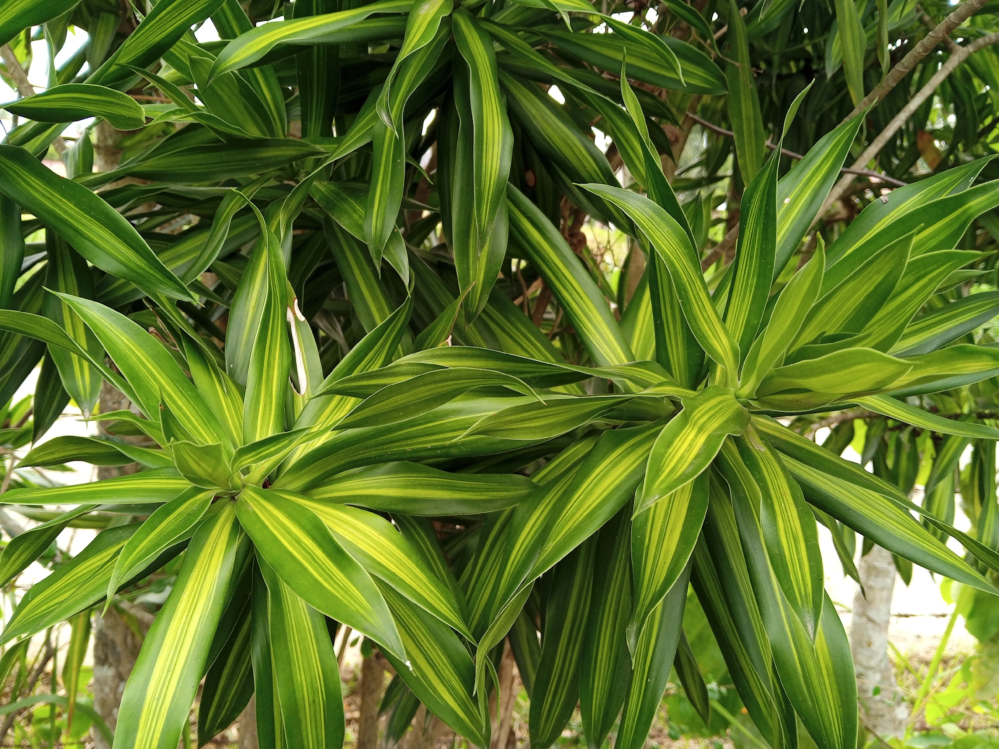 The image shows a close-up of several Dracaena reflexa 'Song of India' plants. The leaves are long, slender, and striped with green and yellow. The plants are in a natural setting, with tree branches and other foliage visible in the background. The location is Palohigeuh, Indonesia. There are no people visible in the image.