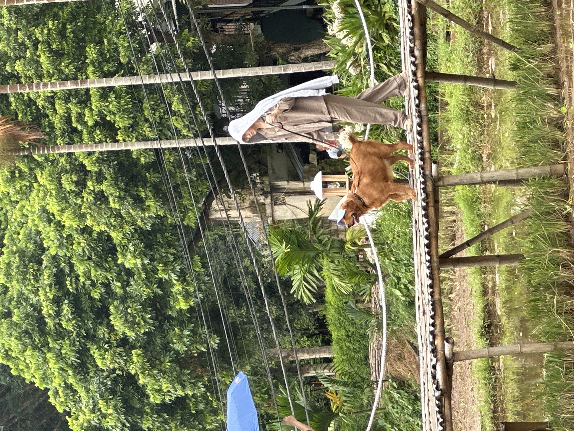In Mai Chau, Vietnam, a person in a light brown hooded jacket and matching pants walks across a bamboo bridge over a rice paddy, holding a leash attached to a golden-brown dog wearing a light blue cap. The dog, facing left, has its head down as if sniffing the ground. The person is looking forward, their face obscured by the hood. Behind them, a blue umbrella is partially visible, held by an unseen individual. The background is filled with lush green trees and foliage, with power lines running horizontally across the scene. The bamboo bridge is constructed of layered bamboo poles, with a white rope railing. The rice paddy below is partially submerged in water and filled with green reeds.