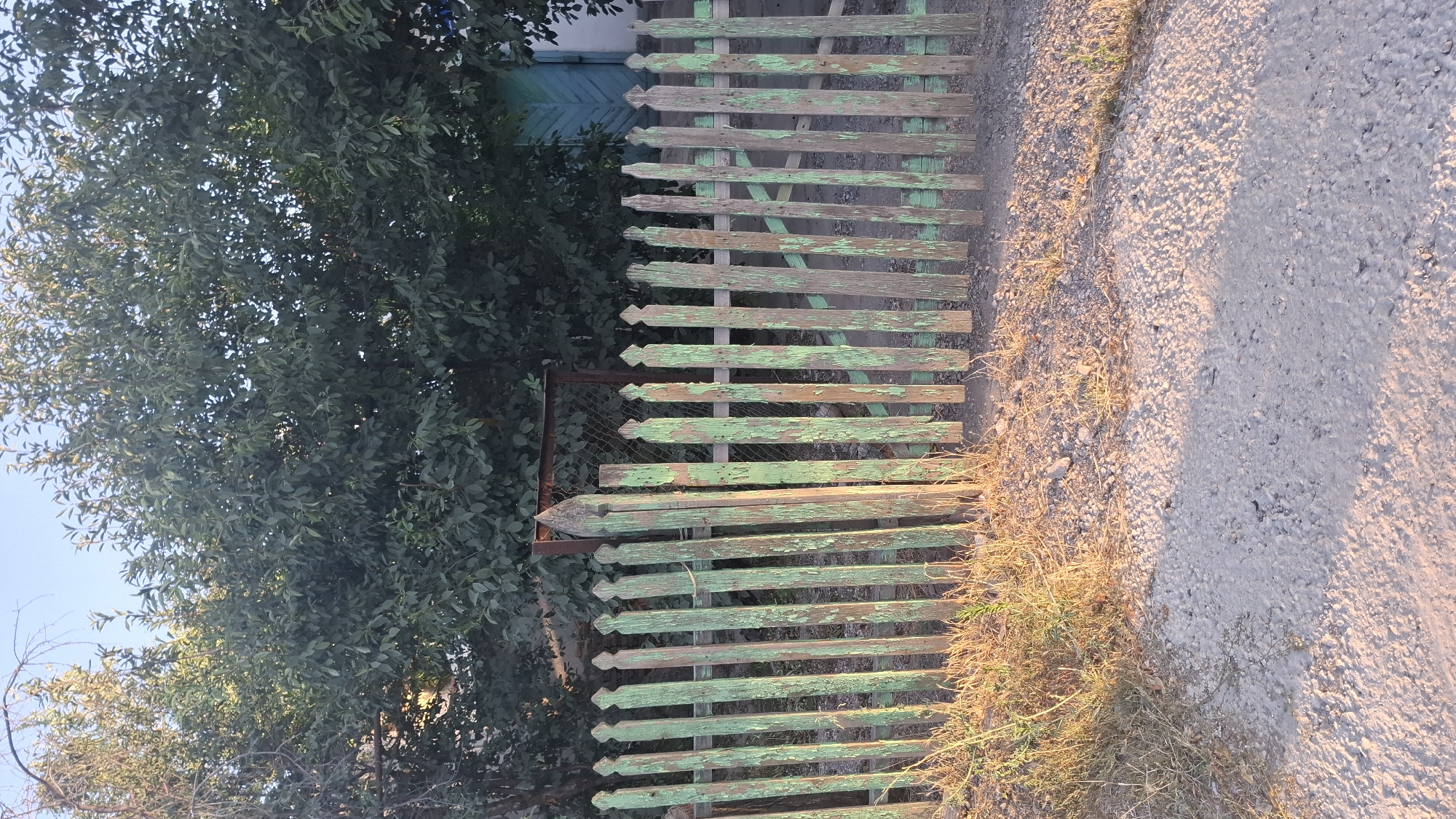 The image depicts a weathered, light green wooden picket fence with peeling paint, adjacent to a gravel path. The fence runs horizontally across the frame, with the perspective suggesting it is viewed from a slightly elevated position. Behind the fence, dense green foliage from a tree obscures much of the background, with a glimpse of a blue structure and a rusty metal gate. The ground beside the fence is a mixture of dry grass and gravel, bathed in warm, directional light. This lighting suggests it is either early morning or late afternoon. The overall scene conveys a sense of rural or rustic simplicity, possibly indicating a backyard or property boundary. There is no visible text in the image. The location context is Shymkent, Kazakhstan.