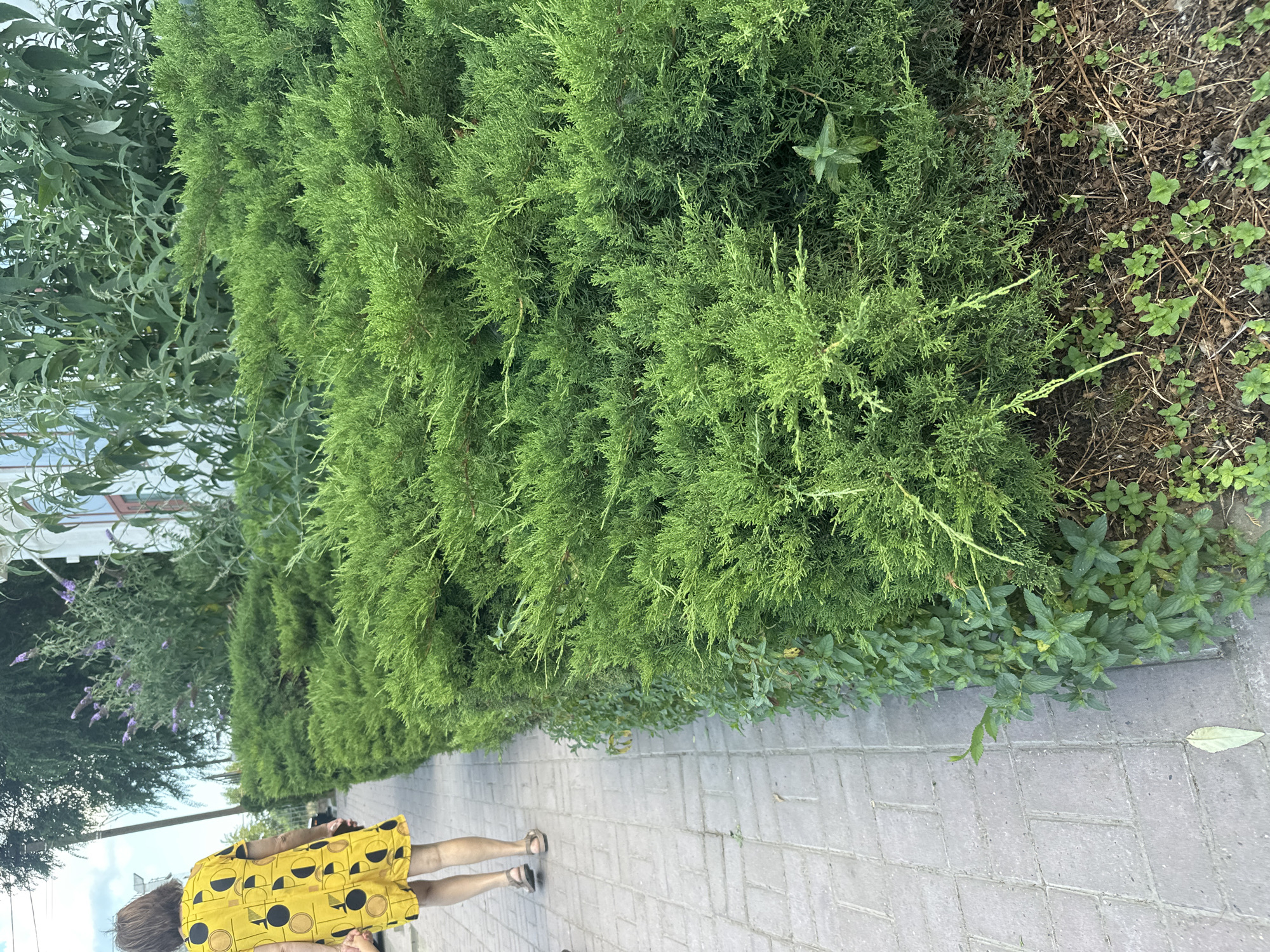 In Taman, Russia, a person wearing a yellow dress with black and beige circular patterns walks on a paved sidewalk lined with lush green bushes. The sidewalk is made of grey rectangular pavers. The bushes are dense and appear to be a type of juniper, with fine, needle-like foliage. Small green plants are growing at the base of the bushes and along the edge of the sidewalk. In the background, there is foliage from trees and a portion of a building with white siding and a window. The scene suggests an outdoor environment, likely a street or pathway in a residential or public area.