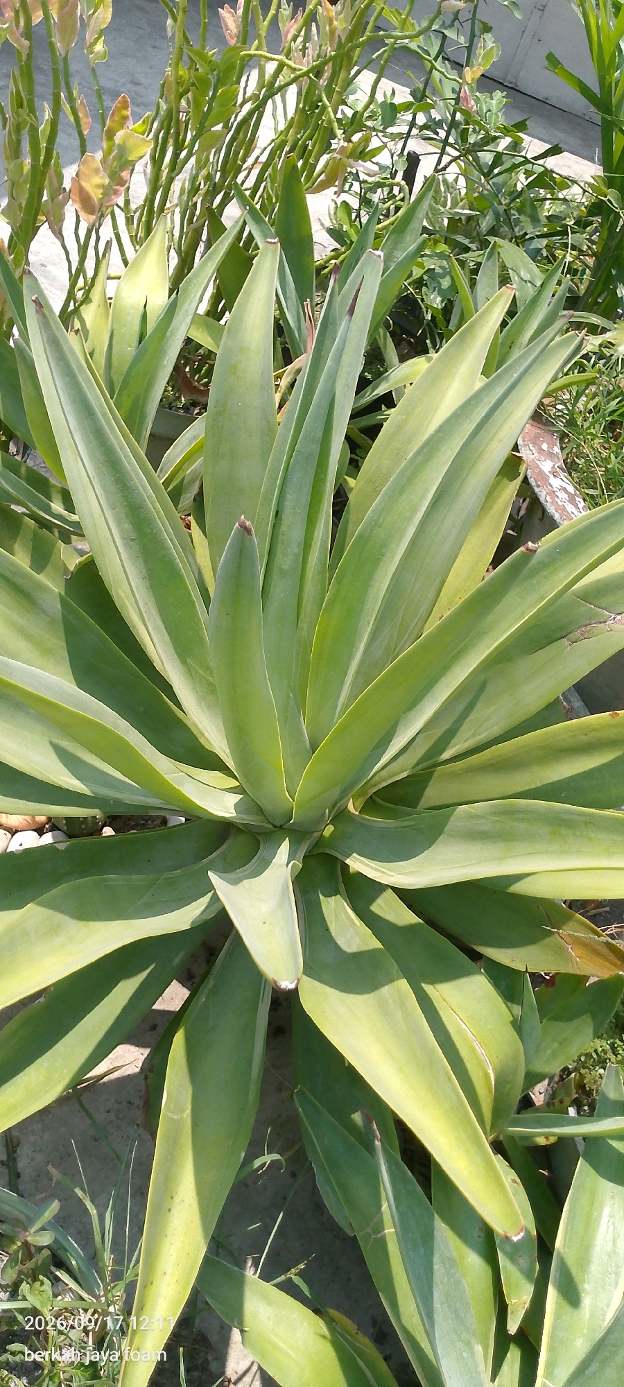 The image shows a close-up view of a plant with large, fleshy green leaves arranged in a rosette pattern. The leaves are pointed and have a slight curve. Some of the leaves have light green or yellowish stripes. In the background, there are other plants, some with thin, upright stems and small leaves, and some with broader green leaves. The ground appears to be a mix of soil and small stones. The lighting suggests it is daytime, with sunlight casting shadows on the leaves. The bottom left corner of the image contains text that reads "2026/09/17 12:11 berkah jaya foam". This plant is located in Kincang Wetan, Indonesia.
