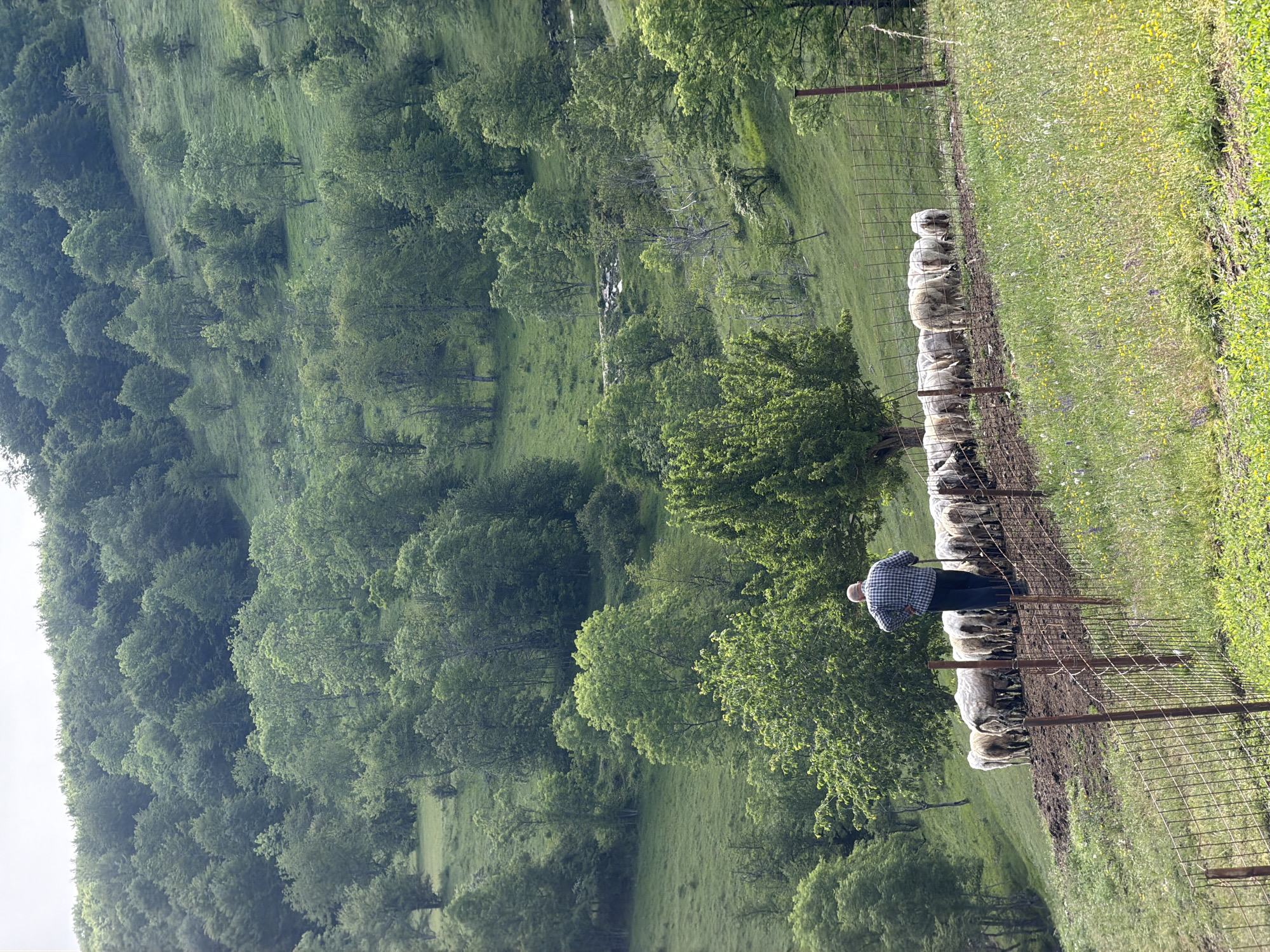 This image depicts a pastoral scene in Miloševići, Montenegro, characterized by a lush, green, hilly landscape. The photograph is oriented vertically, showcasing rolling terrain covered in abundant trees and grassy fields.
In the midground, a man is seen from behind, wearing a plaid shirt and dark trousers. He stands next to a metal wire fence, observing a flock of sheep. The sheep, mostly light-colored and woolly, are gathered closely along the fence line, with some appearing to graze on the ground which shows patches of dirt and grass.
Beyond the immediate foreground, the landscape unfolds into a dense array of green deciduous trees, intermingled with open grassy areas on the slopes of the hills. The foliage suggests a season of full growth, likely spring or summer. The lighting indicates daytime, with bright, diffused light illuminating the scene, creating a sense of clarity and natural vibrancy. No discernible text is visible in the image. The scene conveys a tranquil, rural setting, highlighting the interaction between human and livestock within a verdant natural environment.