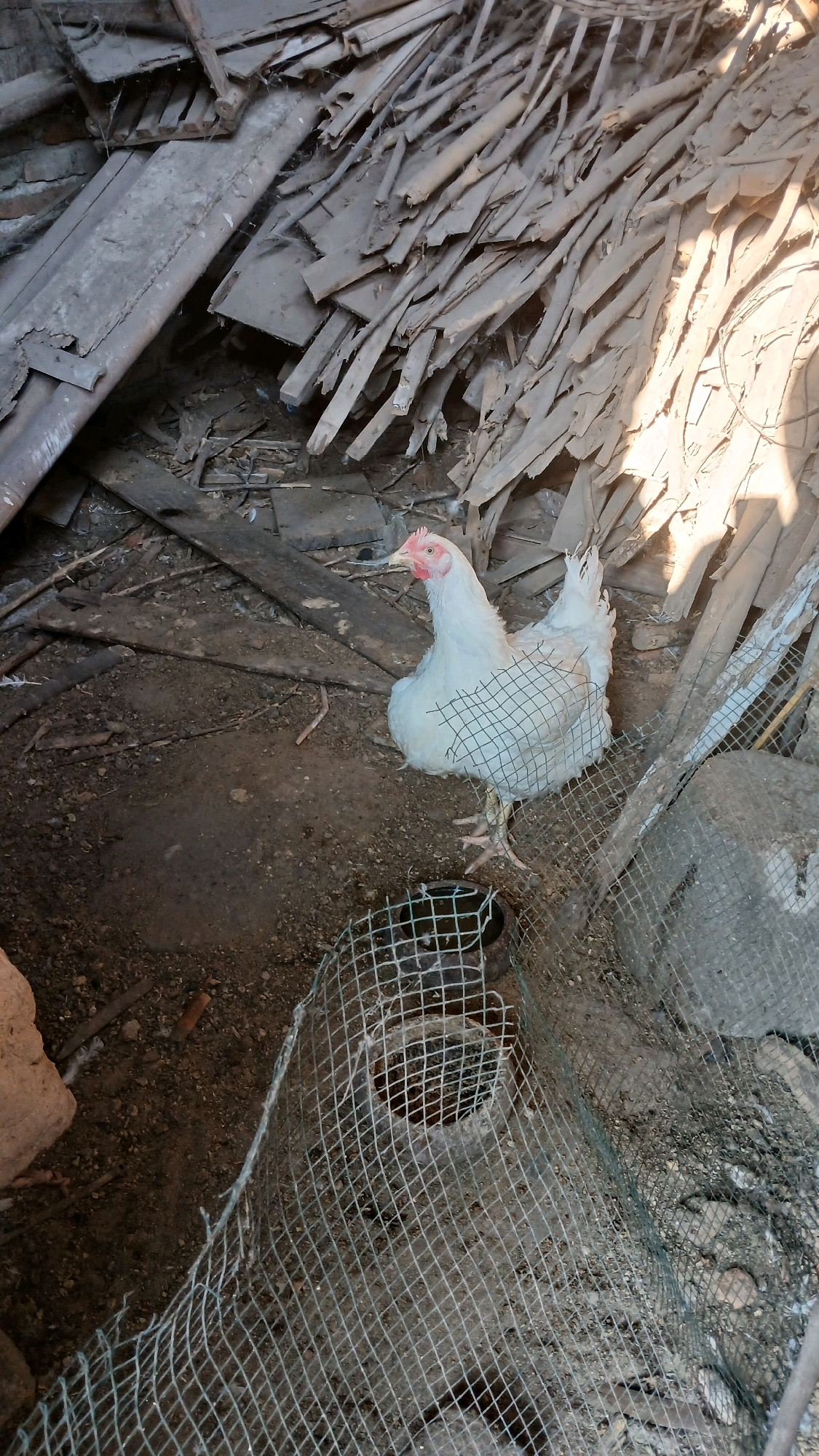 A white chicken stands on the ground in a cluttered outdoor area, possibly a yard or farm. The ground is dirt and debris, with scattered pieces of wood and what appears to be roofing material piled in the background. A mesh net is draped over the chicken and extends across the foreground, partially obscuring a circular opening in the ground which may be a container or hole. The lighting suggests it is daytime. The image was taken in Geplak, Indonesia.