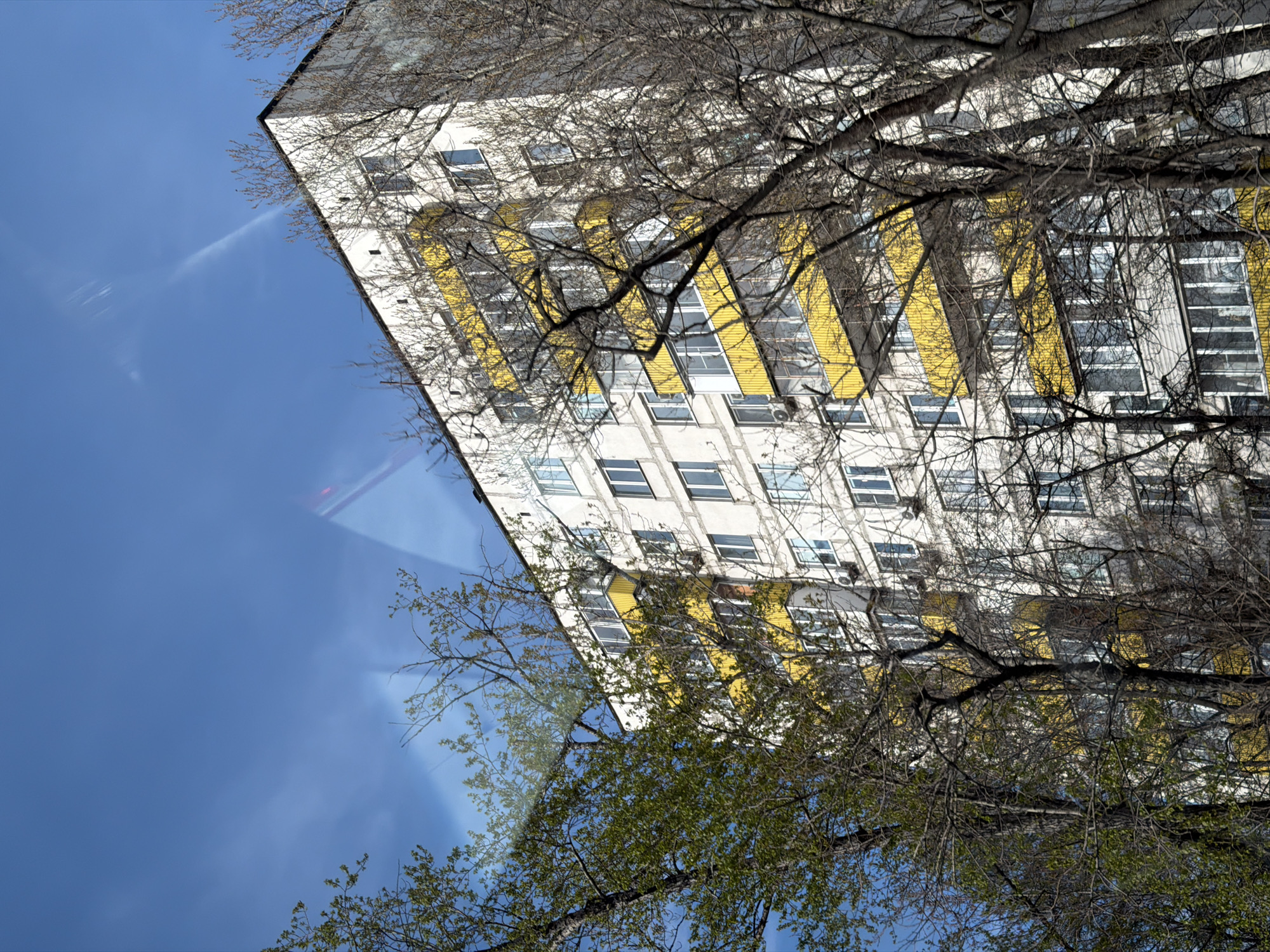 The image captures a diagonal view of a tall, multi-story building seen through a network of tree branches, set against a bright blue sky. The building features a predominantly white or light-colored facade with numerous rectangular windows. Distinct vertical sections of the building are painted a vivid yellow, providing a strong color contrast.
In the foreground, a dense array of bare tree branches partially obscures the building and sky. Some branches also show nascent green leaves, suggesting the scene is set in late winter or early spring. The sky is clear and blue, with a few faint, wispy white clouds or contrails visible. A subtle reflection or glare is present in the sky area, indicating the photo might have been taken through glass.
No specific activity or event is taking place; the image is a static shot of an urban architectural scene. It appears to be daytime, with clear weather. There is no visible text in the image. The diagonal composition creates a dynamic perspective. While the location is provided as Khimki, Russia, there are no explicit visual cues within the image itself to confirm this.