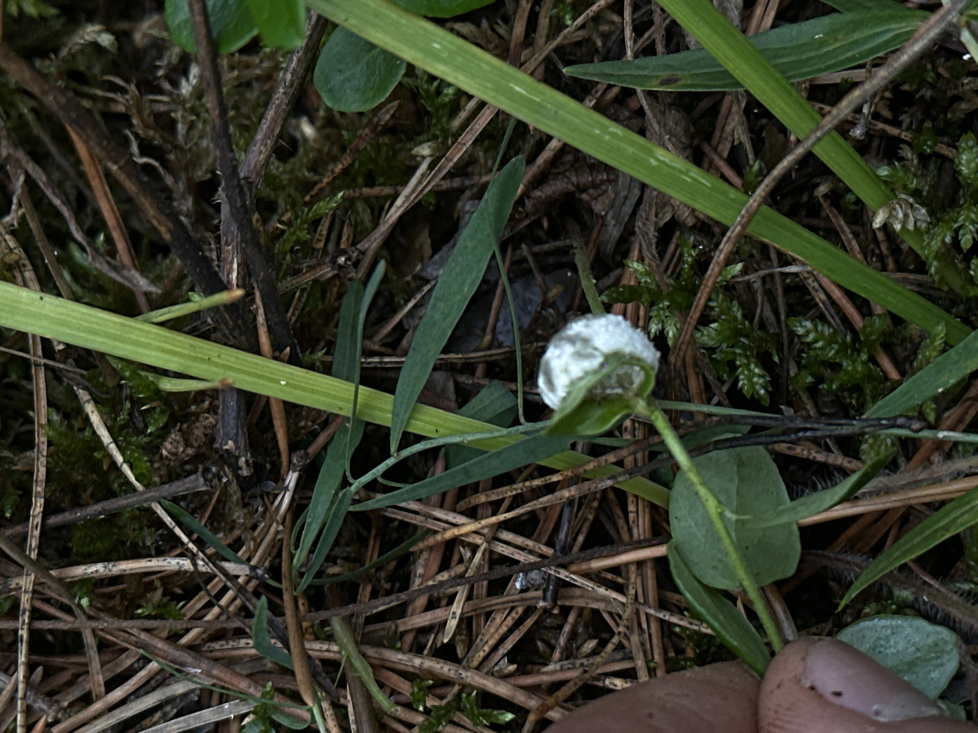 The image shows a close-up view of the forest floor in Sokolovo, Russia. The ground is covered with pine needles, moss, and various small plants. A person's thumb is visible on the left side of the frame, gently touching a small, round, white object that appears to be a fungus or a puffball mushroom. The background consists of more pine needles, twigs, and some green foliage. The lighting suggests an overcast day.