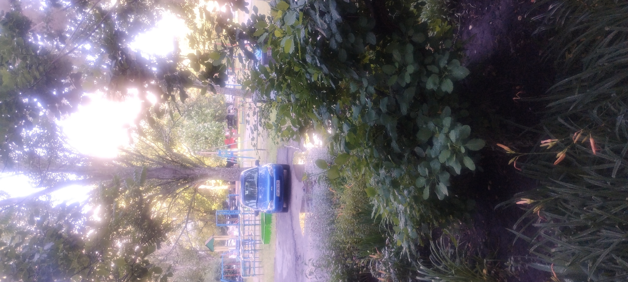 The image depicts an outdoor scene with a blue car parked on a wet asphalt surface. The car, a small hatchback, has its license plate visible, reading "AP 3965 BK". In the background, there appears to be a playground with various structures, including swings and slides, suggesting a residential area or park. Large trees with lush green foliage are present, and sunlight streams through the branches, creating a bright, somewhat hazy effect. The ground around the car is reflective due to the presence of water, indicating recent rain or damp conditions. The foreground features dense vegetation with green leaves and some blooming flowers, some of which are also wet. The overall impression is of a natural setting within an urban environment. The specific location is a street or courtyard in Zaporizhzhia, Ukraine.