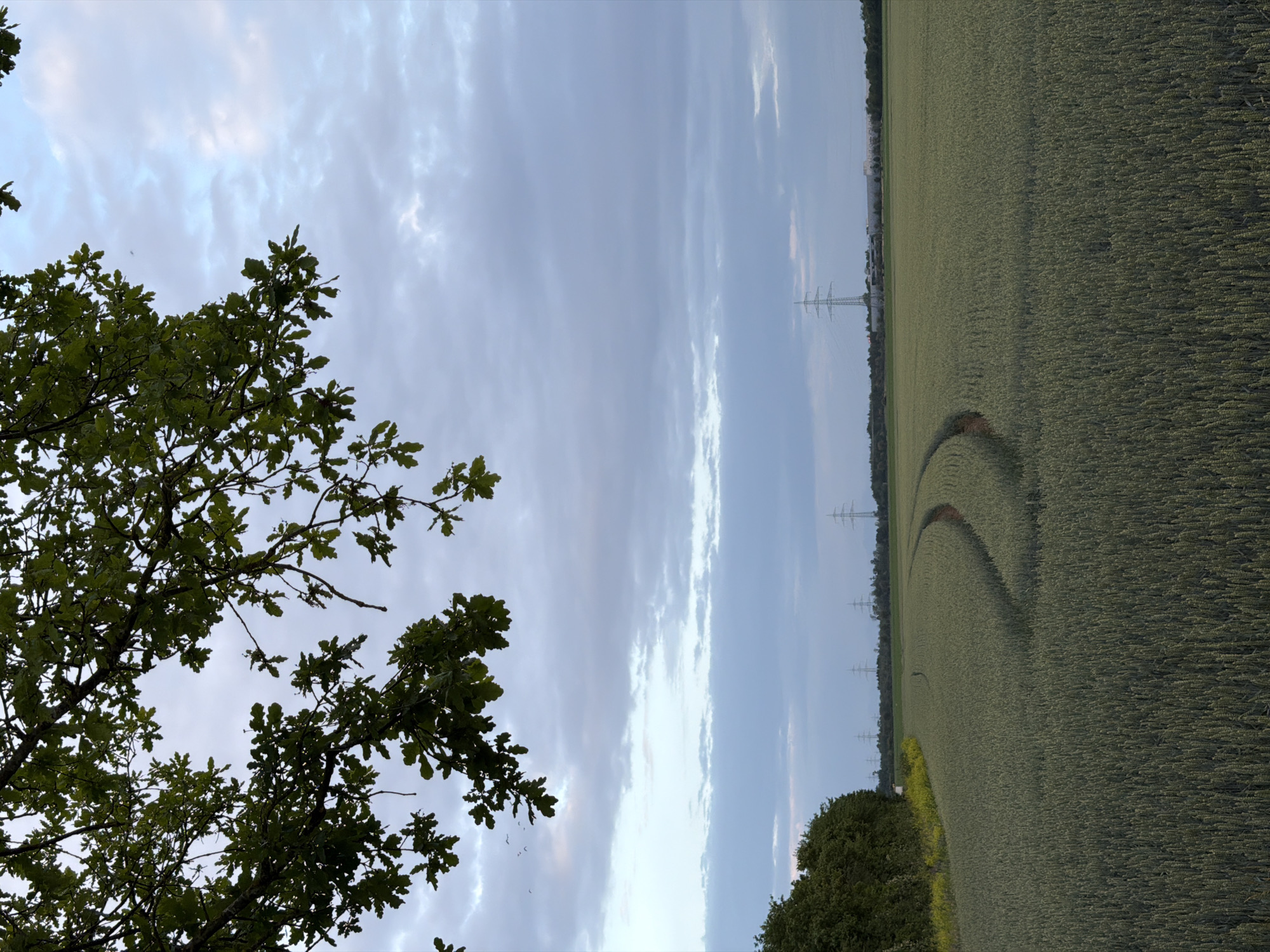 The image depicts an overcast sky over a vast agricultural field in Poing, Germany. In the foreground, the dark green branches of an oak tree extend from the top left corner, partially obscuring the sky. The field itself is filled with tall, green crops, likely grain, showing a curved track likely made by agricultural machinery. In the distance, a line of trees borders the field on the left. Further back, several electricity pylons are visible against the horizon, indicating the presence of infrastructure. The overall impression is a rural landscape under a muted, cloudy sky.