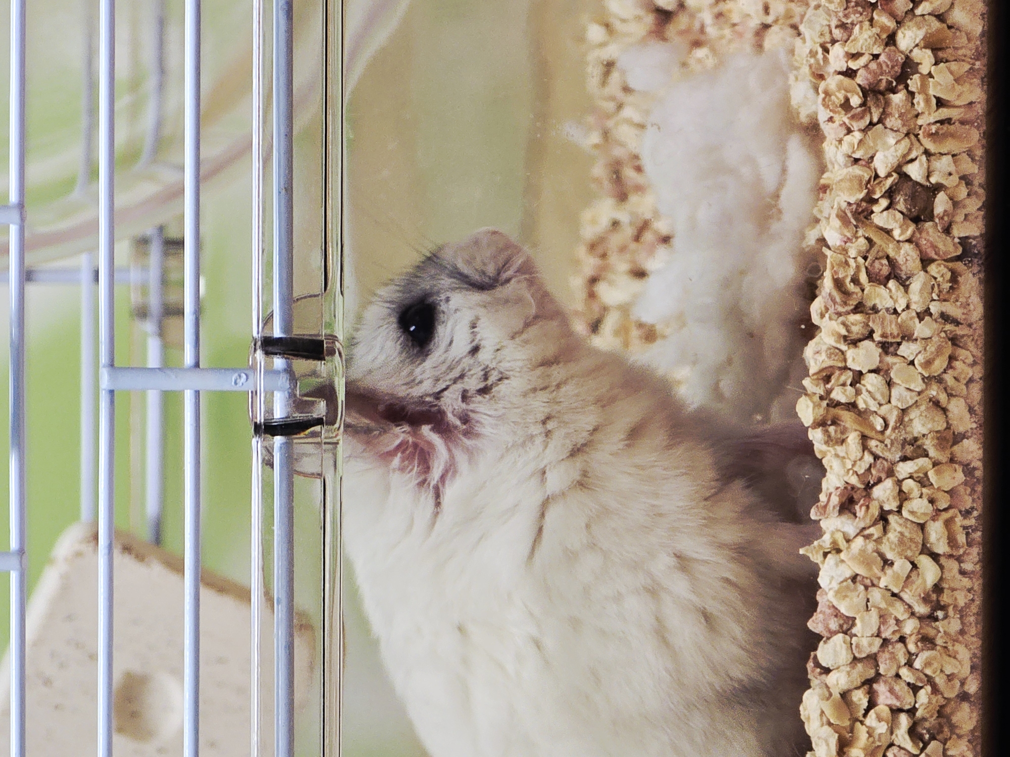 A close-up captures a hamster within its cage. The hamster, with its light-colored fur and prominent black eye, is positioned near the cage door, its face pressed against the metal bars. Behind the hamster, within the cage, is bedding material. To the right of the hamster, a textured edge of the enclosure is visible. The bars of the cage are in the foreground, slightly out of focus. The location in the city of Khimki, Russia, is not evident from the image.