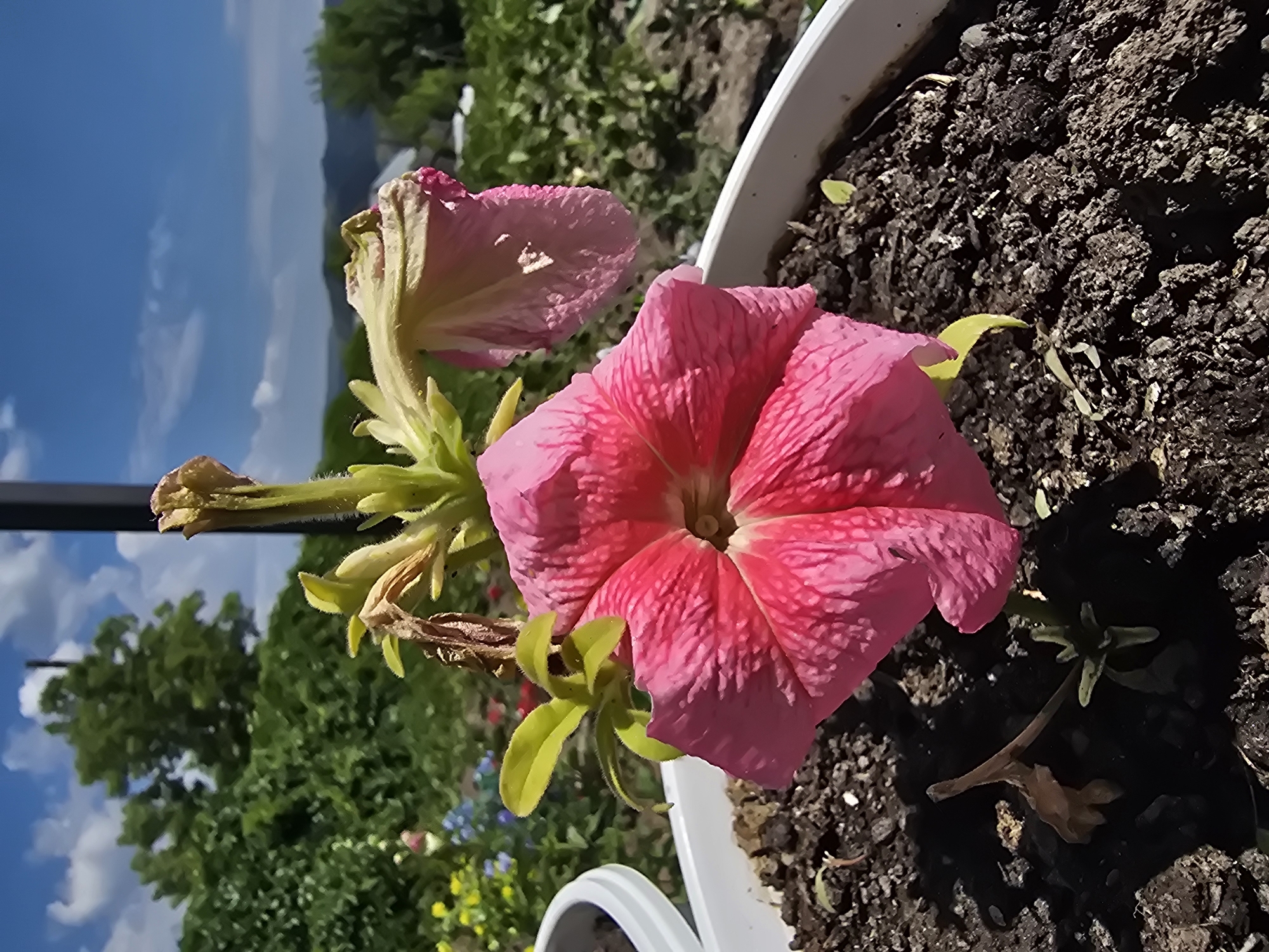 A close-up, low-angle outdoor photograph captures a vibrant pink petunia flower in a white planter. The flower's petals are ruffled and have a textured appearance. Behind the petunia, another petunia bloom, lighter pink and wilting, droops from its stem, with some brown, dried parts visible. Small green leaves sprout from the stems. The planter is filled with dark soil, which appears clumpy and moist in places. Some tiny green sprouts are emerging from the soil. In the background, a lush green landscape unfolds, featuring trees and foliage under a bright blue sky with scattered white clouds. A dark vertical pole is present on the right side of the frame. The overall setting suggests an urban or suburban garden environment. The location is identified as Serebriansk, Kazakhstan.