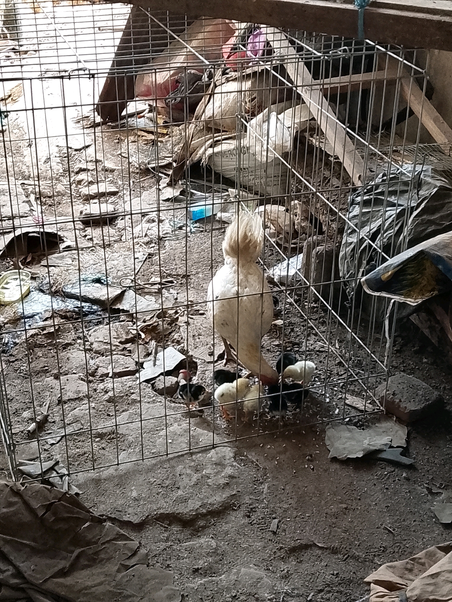 A white hen stands in a wire cage, surrounded by a brood of newly hatched chicks. The chicks are a mix of yellow and black, pecking at the ground for food. The cage is located outdoors, on a dirt floor, with debris scattered around. In the background, there are sacks and wooden planks, suggesting a rustic or agricultural setting in Karangsari, Indonesia.