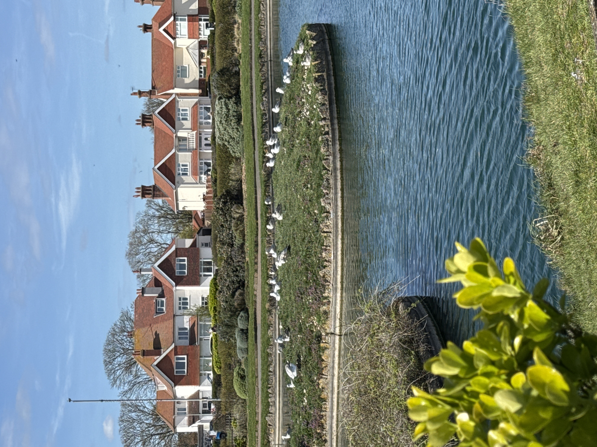 The image depicts a canal in Great Yarmouth, United Kingdom, lined with houses on one side and grassy banks with birds on the other. The houses are two-story, red-roofed buildings. The canal water is blue. There are numerous white birds, possibly seagulls or ducks, resting on the grassy banks along the canal. A bush with bright green leaves occupies the foreground. The sky is blue with a few clouds.