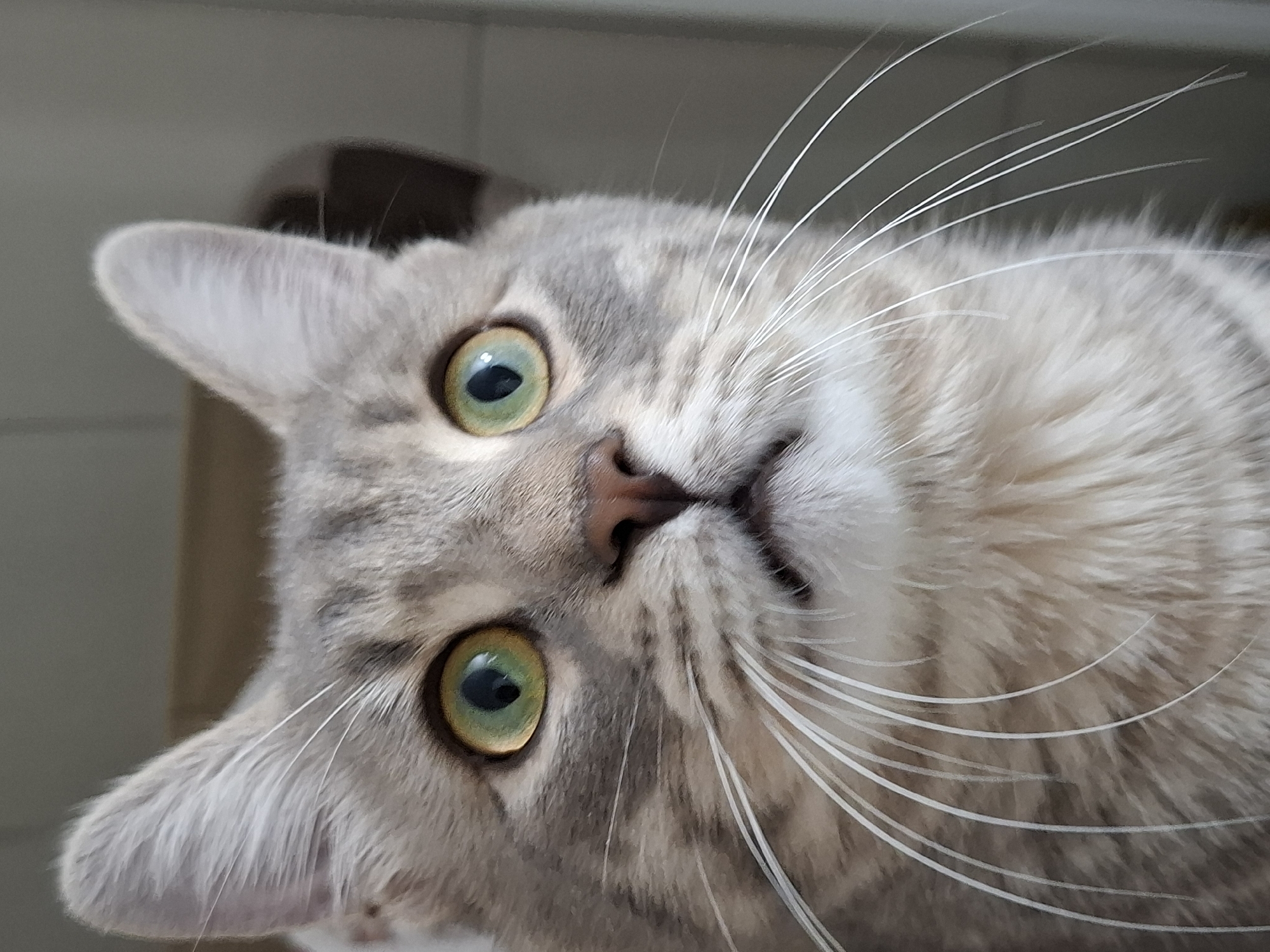 A close-up, slightly angled view of a gray tabby cat with green eyes. The cat's head is tilted, with its nose pointing towards the viewer. The cat has numerous long, white whiskers. A blurry, indeterminate object appears in the background behind the cat's ears. There is no discernible evidence indicating the image was taken in Novi Sad, Serbia.