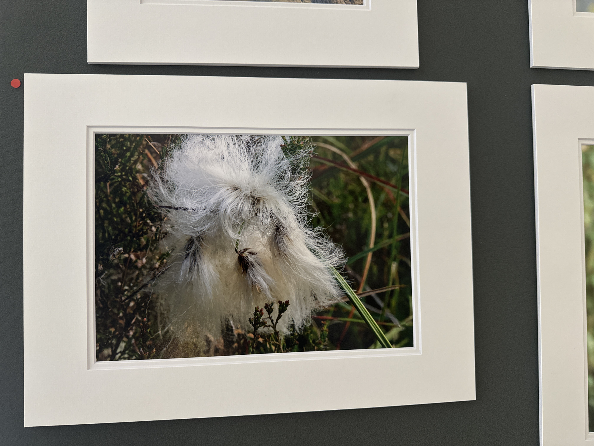 A close-up shot of a framed photograph, mounted on a dark grey wall. The photograph itself shows a fluffy, white seed head, possibly from a cotton grass plant, nestled amongst green and brown foliage. The matte surrounding the photograph is white, with a beveled inner edge. To the right of this photograph, another framed photograph is partially visible, also with a white matte. A small, red circular sticker is adhered to the wall in the upper right quadrant of the image, above and to the right of the main framed photograph. The scene appears to be an exhibition or gallery setting, possibly within the city of Kilkenny, Ireland, though no specific landmarks are visible.
