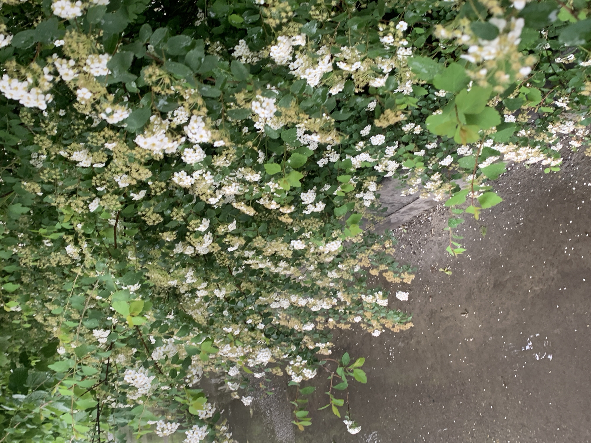 The image shows a close-up view of a flowering bush or tree hanging over a paved surface, potentially a sidewalk or road. The plant is covered in clusters of small white flowers and green leaves. A gray concrete surface is visible below the plant, with scattered white dots that could be fallen flower petals. No people are visible. Given the information provided, it is impossible to confirm the location in Stavropol, Russia, from visual analysis of the image.