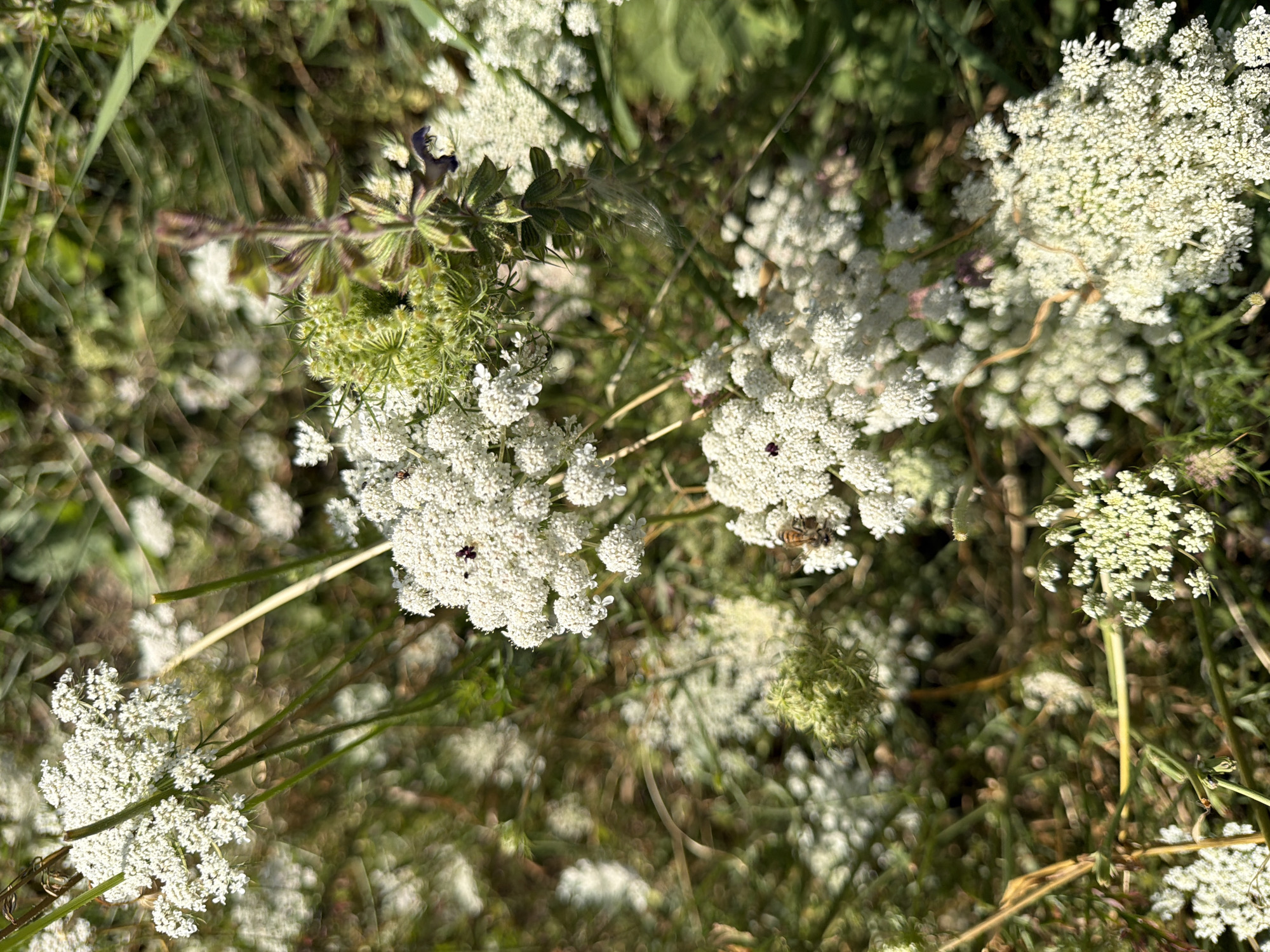 A close-up, shallow-depth-of-field shot captures a cluster of Queen Anne's Lace flowers in bloom, set against a blurred backdrop of green foliage and dry grass. The white, intricate flower heads are the primary focus, with some exhibiting a light green, undeveloped seed head. A honey bee is visible on one of the flower clusters, actively engaged in pollination, and a small dark insect, possibly an ant, is on another. The scene is bathed in natural sunlight, casting subtle shadows and highlighting the delicate textures of the flowers. The specific location is an outdoor setting in Bakhmal, Uzbekistan, indicated by the presence of characteristic local flora. The environment appears to be a natural, uncultivated area, likely a meadow or roadside verge.
