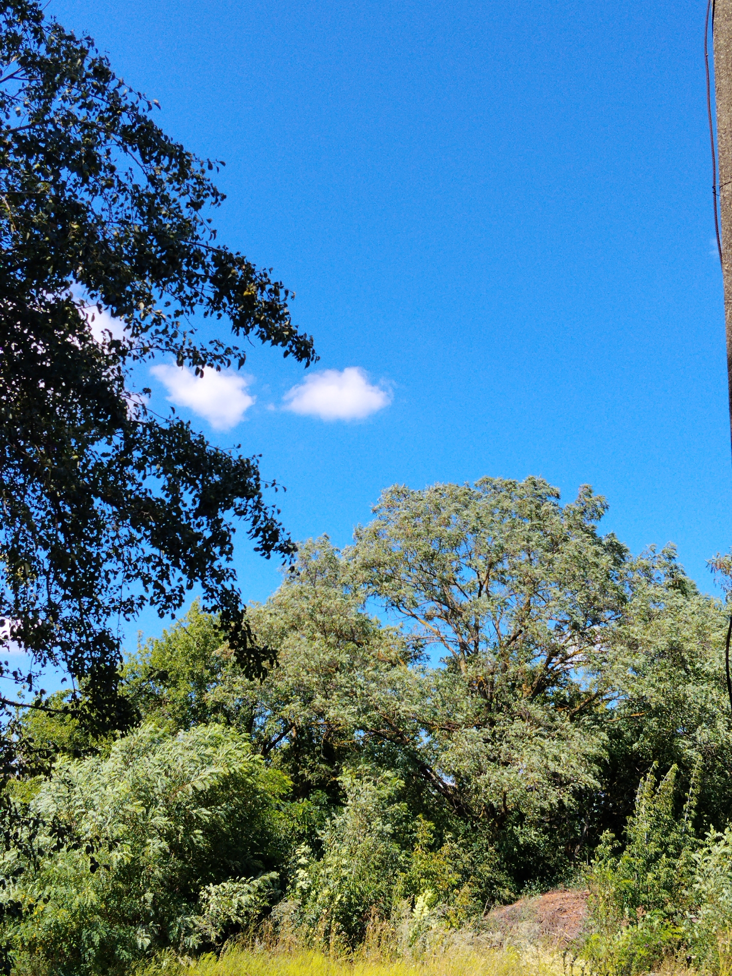 An outdoor, eye-level, medium shot captures a bright, clear blue sky with two small, fluffy white clouds. The upper left portion of the frame is dominated by the dark green, leafy branches of a large tree, its silhouette stark against the sky. The middle and right sides of the image are filled with a dense, verdant forest. A large, light-green tree with a thick trunk and spreading branches is visible in the center, its leaves catching the sunlight. Beneath this large tree, and extending to the right, is a thick undergrowth of smaller trees and bushes in varying shades of green. The very bottom of the image shows a grassy incline, with some dry, yellowish grass mixed with green foliage. To the far right edge of the image, a portion of a gray, vertical pole is visible. The scene appears to be located in the city of Hoholeve, Ukraine, likely a natural or semi-natural area within or on the outskirts of the city. There are no people or animals present in the image. The overall impression is one of a bright, sunny day in a lush, natural environment.