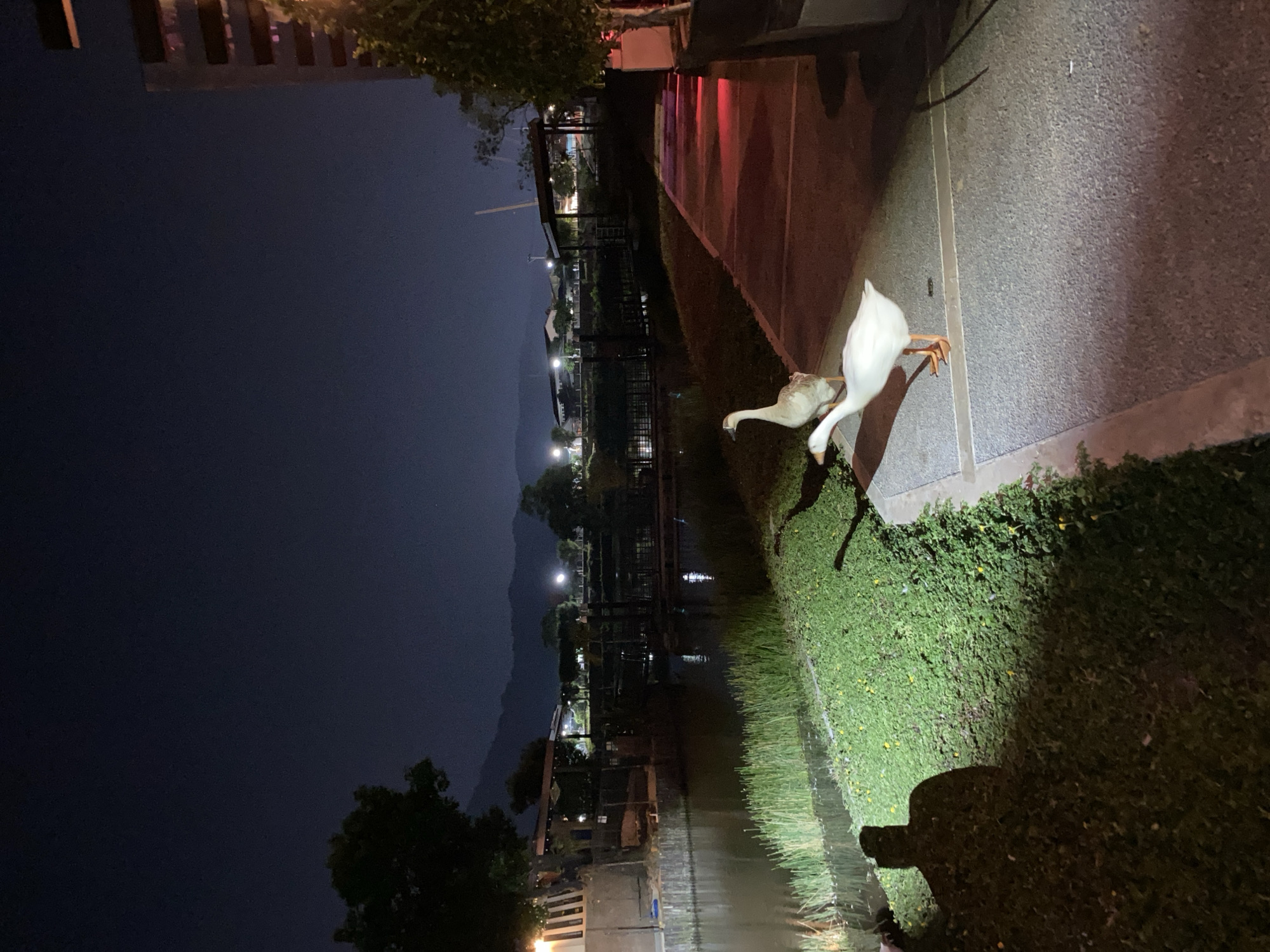 This nighttime photograph captures two geese on a path next to a waterway in Choeng Thale, Thailand. In the foreground, two white geese are illuminated by artificial light, casting distinct shadows on the grey paved path. One goose is clearly visible, stepping forward with its long neck extended, while the second goose is partially seen behind it.
To the left of the path, a green grassy bank, featuring small yellow flowers, slopes down to a dark body of water, likely a canal or river. Reflections from distant lights shimmer on the water's surface. A dark, amorphous shadow is cast across the grass in the lower right portion of the image.
In the mid-ground, across the water, various buildings and structures are visible, marked by numerous artificial lights that break through the darkness. The background is dominated by the silhouette of mountains against a deep, dark blue night sky. A hint of red light is present on a structure bordering the path to the right. The scene is quiet, with artificial illumination highlighting the subjects and parts of the landscape against the dark night. There is no visible text in the image.