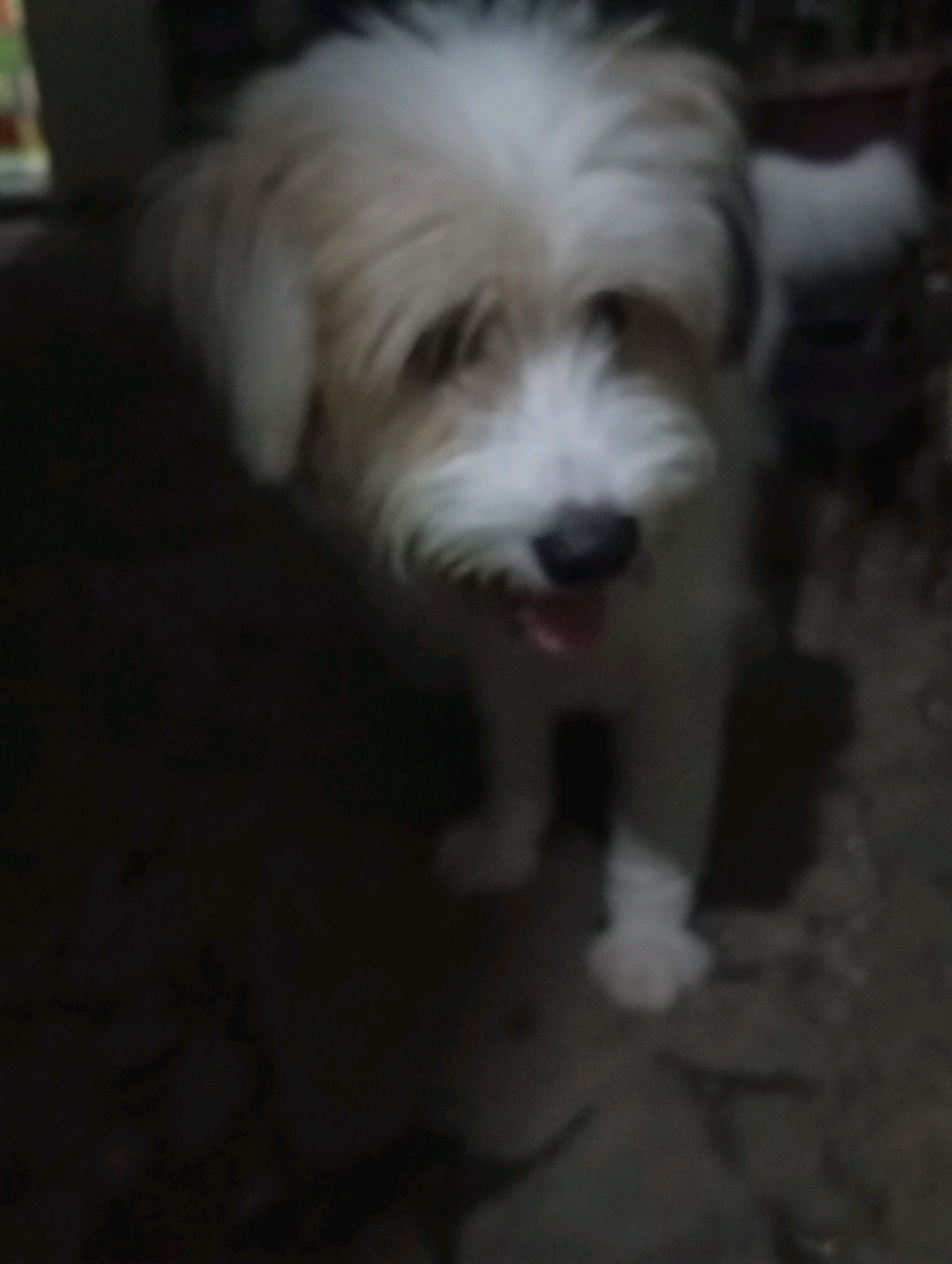A blurry, close-up, eye-level shot shows a shaggy, white and tan dog standing in a dimly lit, outdoor setting, possibly a yard or alleyway. The dog's fur is long and appears somewhat unkempt. Its snout is dark, and its tongue is visible, peeking out. The background is dark and indistinct, with some hints of rough textures on the ground and faint shapes that could be furniture or structures. The overall lighting is low, contributing to the lack of sharp detail.