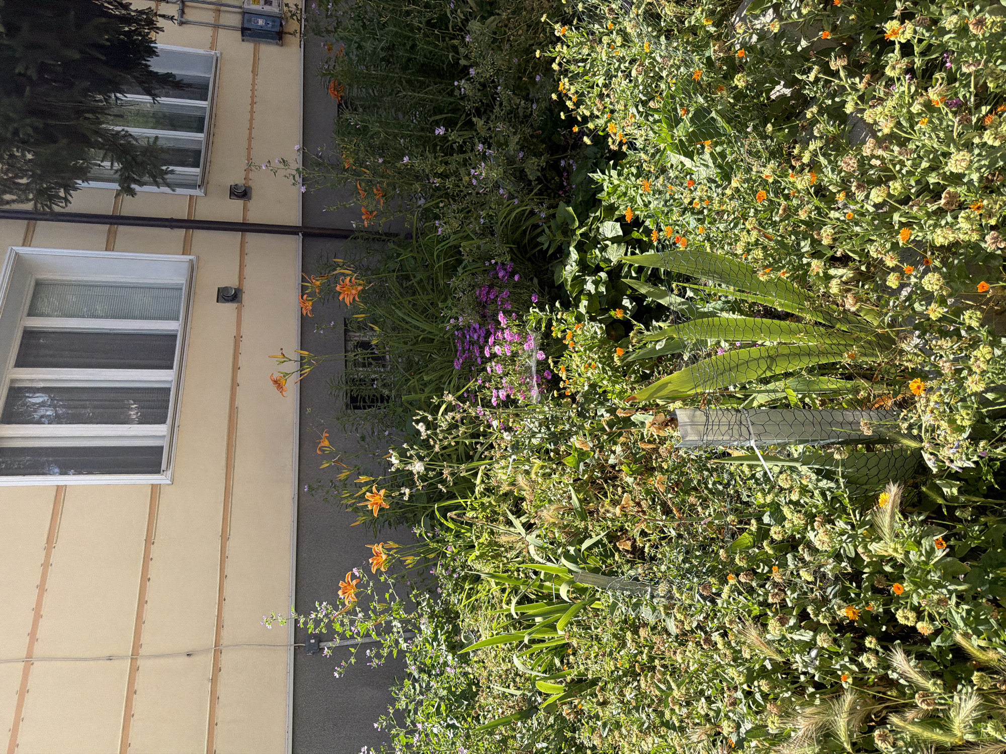 The image depicts a vibrant garden overflowing with a variety of flowers and greenery, set against the backdrop of a building's facade. The building, likely residential or commercial, is painted in a pale yellow with horizontal decorative bands and features multiple windows. The garden itself is densely planted, with noticeable orange lilies, purple flowers, and numerous smaller green plants and seed heads. In the foreground, some of the plants are enclosed by wire mesh fencing, possibly to protect them. The scene appears to be in Pazardzhik, Bulgaria, given the context provided. There are no people visible in the image.