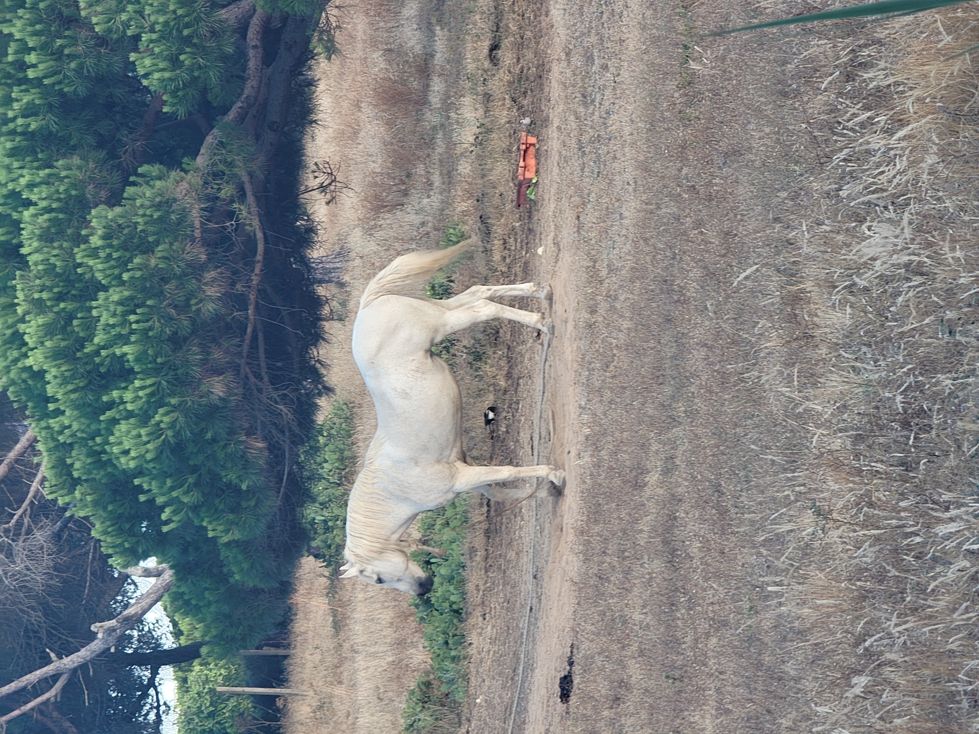 A white horse stands in a dry, grassy field with sparse green bushes and a large pine tree in the background. The horse is facing left, with its head lowered as if grazing. There is a dirt path in front of the horse, and a small orange trough lies on the ground to the right. A small bird is perched near the trough. The scene appears to be in Quarteira, Portugal, a coastal town in the Algarve region.