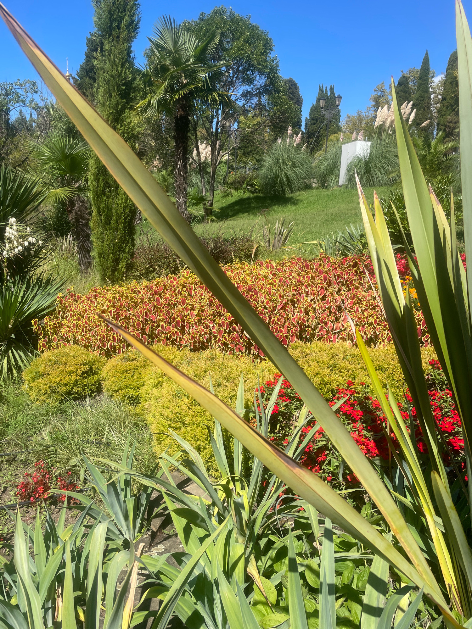 The image depicts a lush garden with a variety of plants and trees under a clear blue sky. The foreground is dominated by long, green, sword-like leaves of a plant, with some appearing slightly dried or discolored at the tips. Behind these leaves, there's a vibrant flowerbed featuring a dense planting of Coleus plants with red and yellow variegated leaves, interspersed with small red flowers. To the left and center, there are rounded, bright green bushes. In the middle ground, a manicured lawn slopes upwards, dotted with various trees including cypress trees, palm trees, and some with feathery foliage. A white modernist structure is visible on the right side of the lawn, and a vintage lamppost stands to the left of it. The background shows a dense forest of tall green trees. The overall scene is serene and well-maintained, suggesting a park or botanical garden. This specific garden is located in the Arboretum Botanical Garden in Sochi, Russia. There are no people or animals visible in the image.