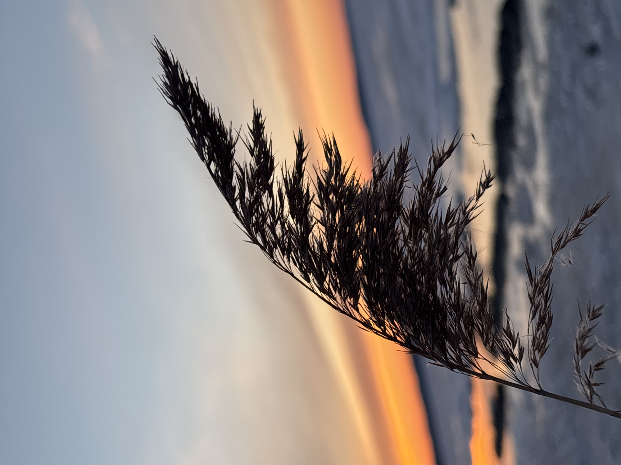 A close-up shot shows a stand of tall grass, silhouetted against a colorful sky. The sky transitions from a pale blue at the left to a vivid orange and pink in the center, and finally to a dark gray on the right. The grass is positioned diagonally across the frame. The photograph was taken outdoors. The location and city are not discernible.