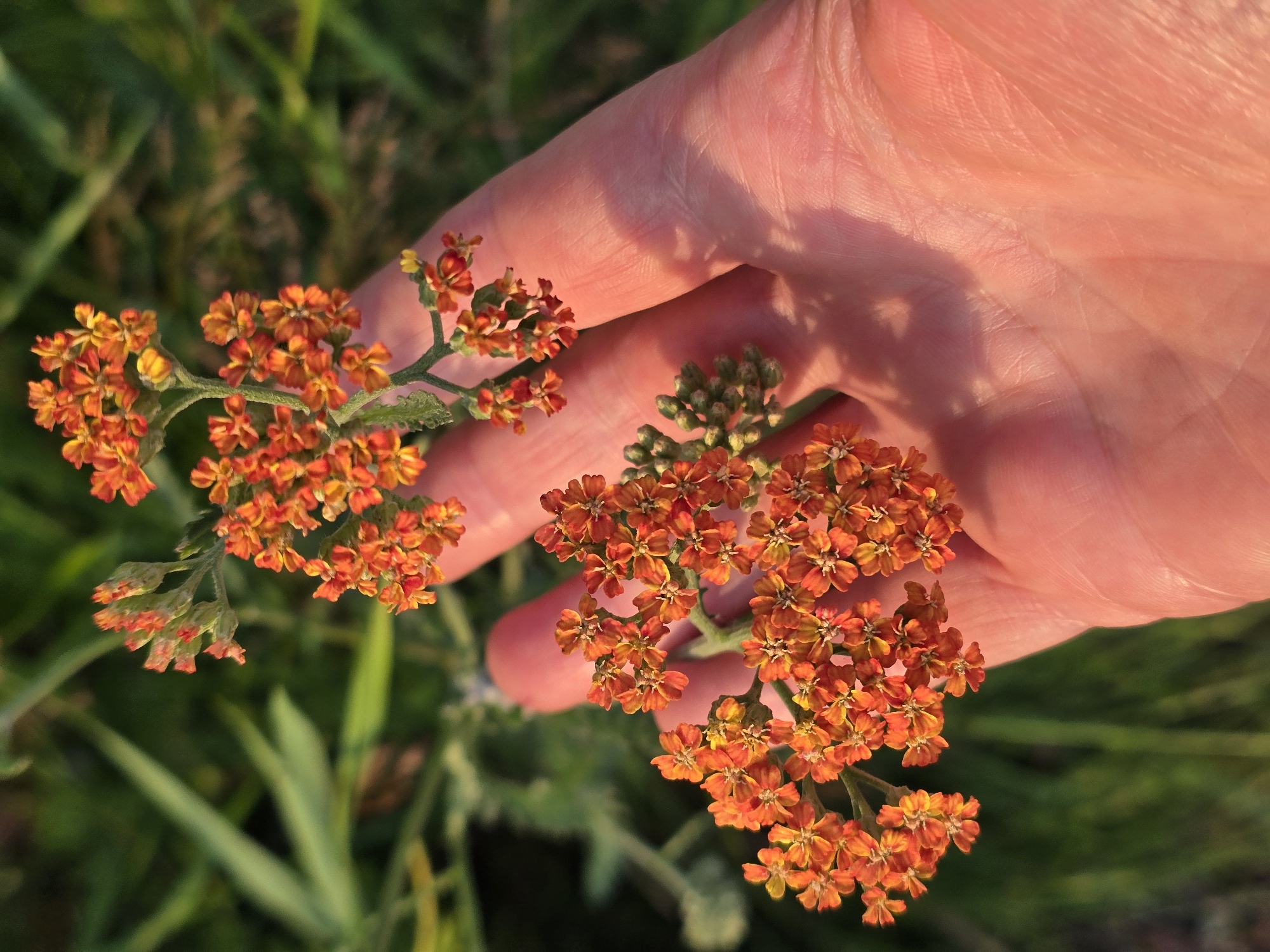 In Sofiivska Borshchahivka, Ukraine, a person's hand, illuminated by warm light, holds a cluster of small, bright orange flowers with delicate yellow accents. The flowers are arranged in a corymbose inflorescence, with many tiny florets clustered together on thin stems. The background is a soft blur of green foliage, suggesting an outdoor, natural setting. The image focuses on the tactile interaction between the hand and the flowers, highlighting the vibrant colors and intricate details of the blossoms against the textured skin of the palm.