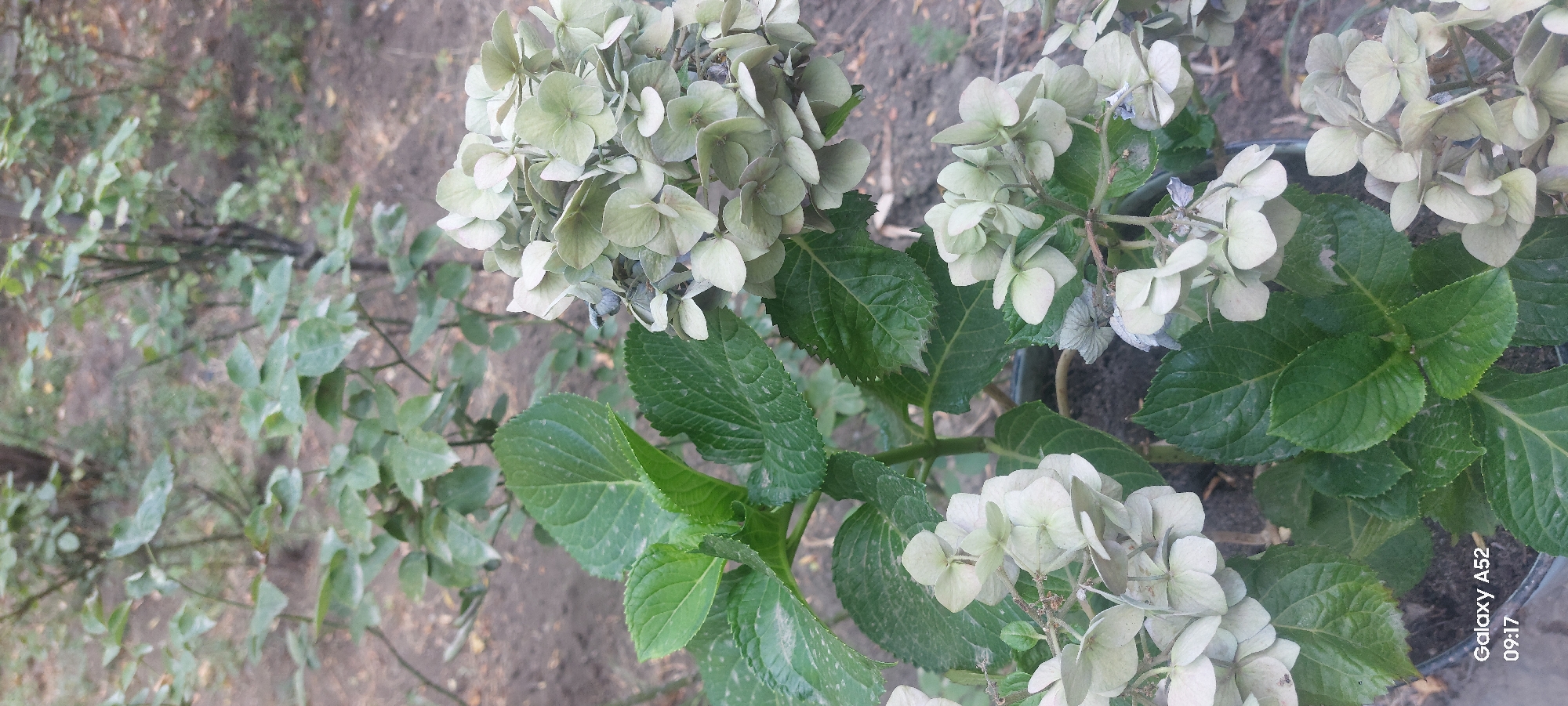 A medium shot captures a cluster of wilting, pale green hydrangea flowers and their vibrant green leaves. The flowers are delicate and their petals show signs of drying and browning at the edges. The leaves are broad and veined, with a healthy, deep green color. In the background, out-of-focus, are more plants and brown soil, suggesting an outdoor setting like a garden or park. The image is likely taken in Ganja City, Azerbaijan, given the watermark in the bottom left corner which reads "Galaxy A52 09:17".