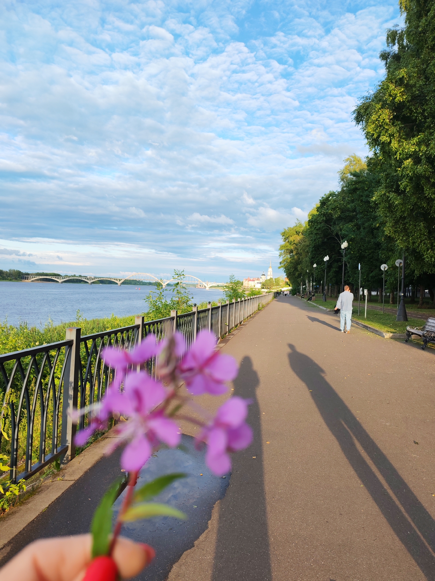 The image depicts a sunny day at a riverside promenade in the city of Bol'shie Mkhi, Russia. In the foreground, a blurred pink flower is held by a hand with red-painted fingernails. The promenade, paved with asphalt, runs alongside a body of water, possibly a river, bordered by a black metal fence and lush green vegetation. Across the water, a long, arched bridge spans the horizon, with a cluster of buildings and a church spire visible in the distance on the far bank. A line of mature trees with green foliage runs along the right side of the promenade, interspersed with lampposts. A person dressed in light-colored clothing is walking away from the camera on the promenade, casting a long shadow. Benches are visible along the side of the path. The sky is partly cloudy, with scattered white clouds against a blue backdrop. The overall scene suggests a peaceful outdoor setting, likely a park or public walkway.
