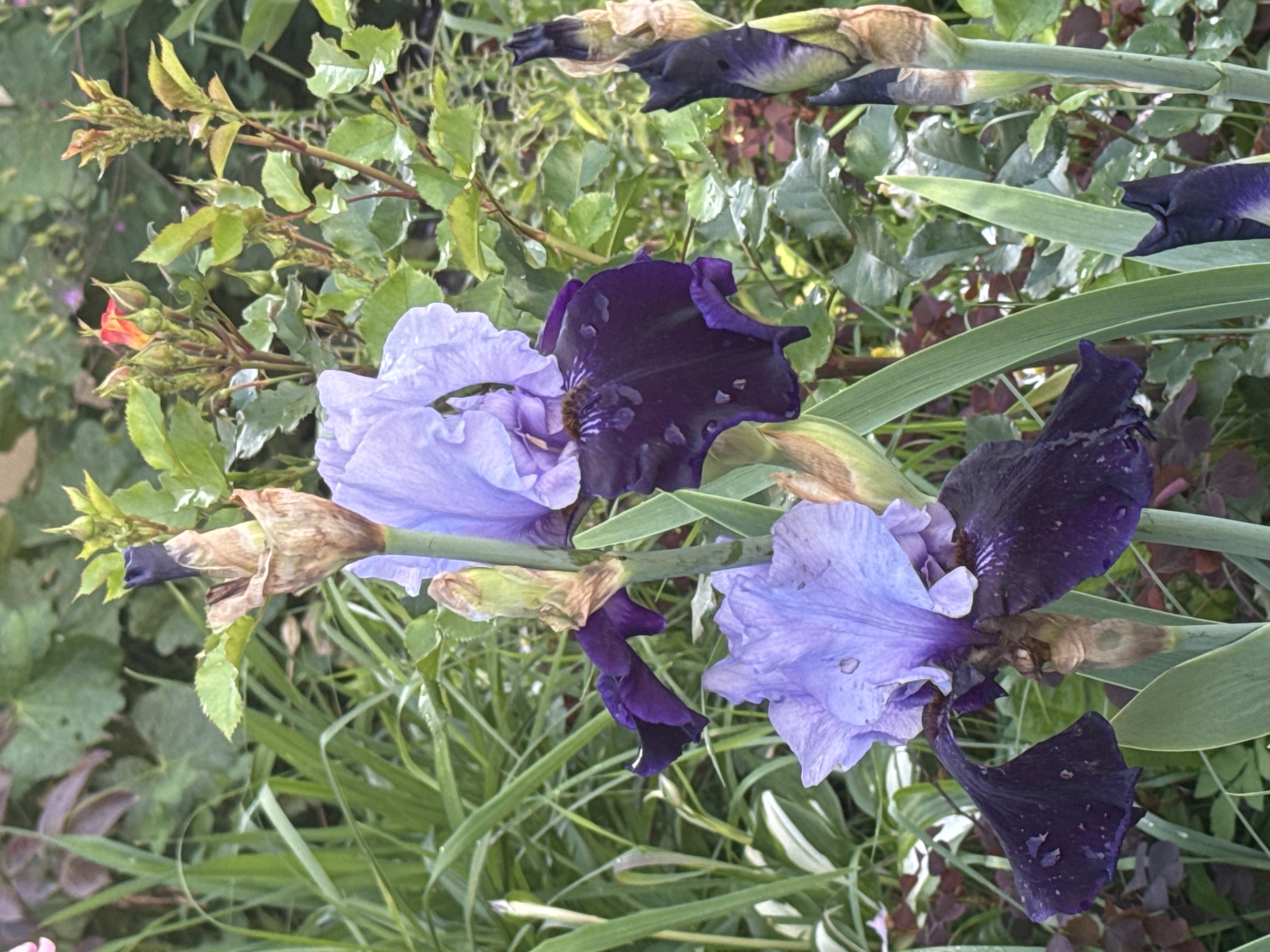 This is a medium shot, portrait orientation photo of several irises in bloom. The irises are a mix of light lavender and deep purple, with some showing hints of pink. Many of the petals have water droplets on them, suggesting recent rain or dew. The flowers are clustered together, with tall green leaves and stems providing a backdrop. In the upper left corner, there are some small pink and orange flower buds on a branch. The overall scene is lush and green, indicating a garden or natural setting. The lighting suggests it is daytime, possibly overcast due to the softness of the shadows. There is no visible text in the image. The setting appears to be a garden in Volokolamsk, Russia, given the context provided.