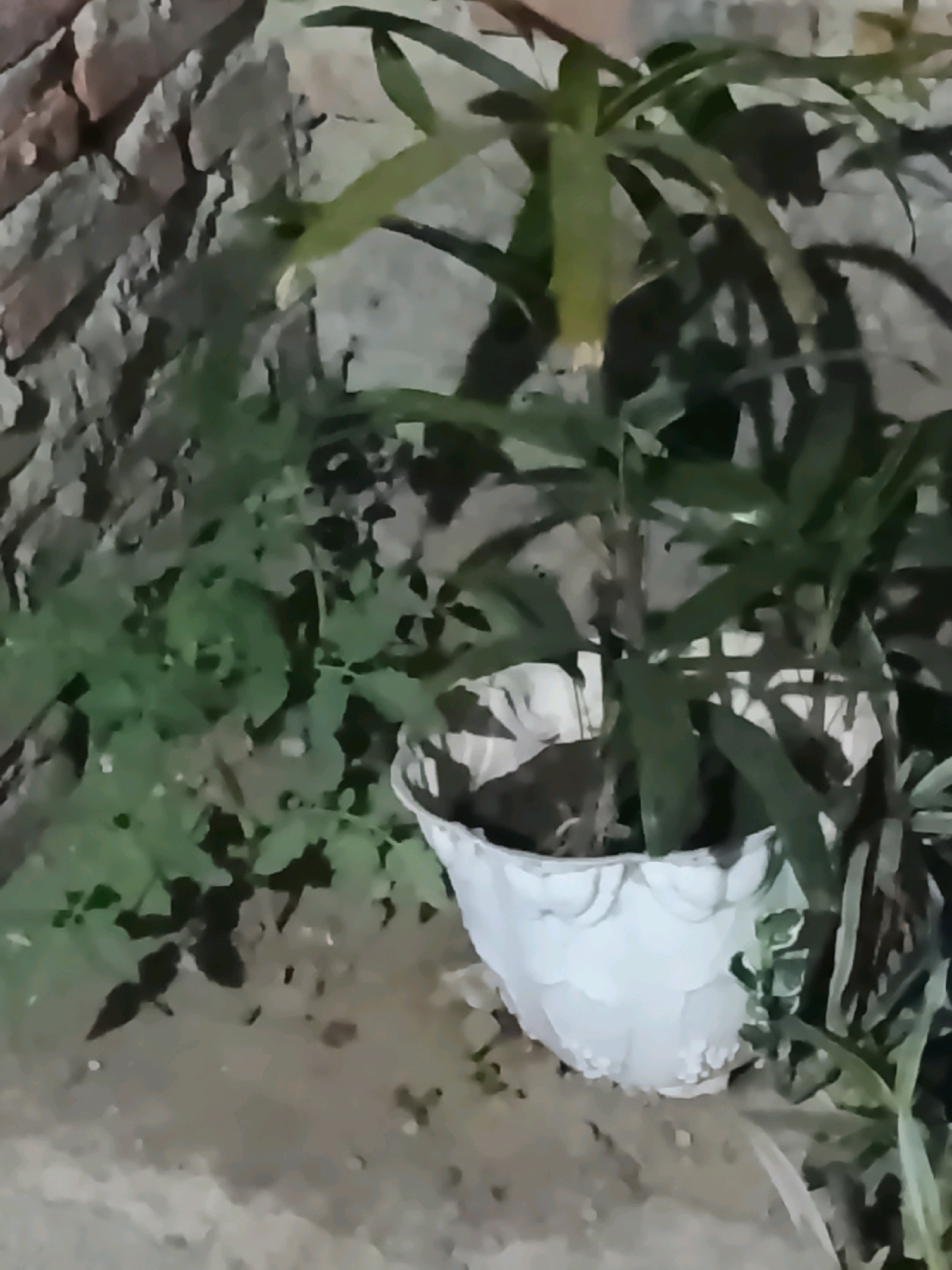 A medium shot shows a white decorative pot with a plant in front of a textured brick wall. The pot is positioned on a dirt ground. The plant has several green leaves that extend upwards and outwards. The brick wall is made of rough, irregular stones and is visible in the background on the left side of the frame. The scene appears to be an outdoor setting.